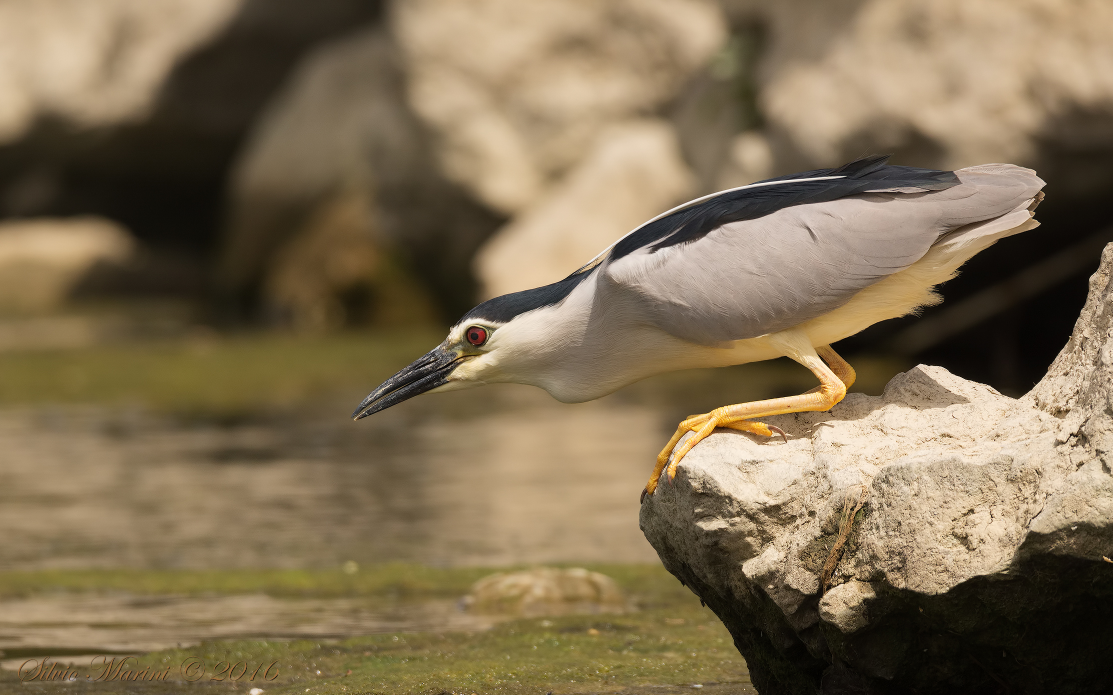 Nitticora(Nycticorax nycticorax)Stasera mi butto......