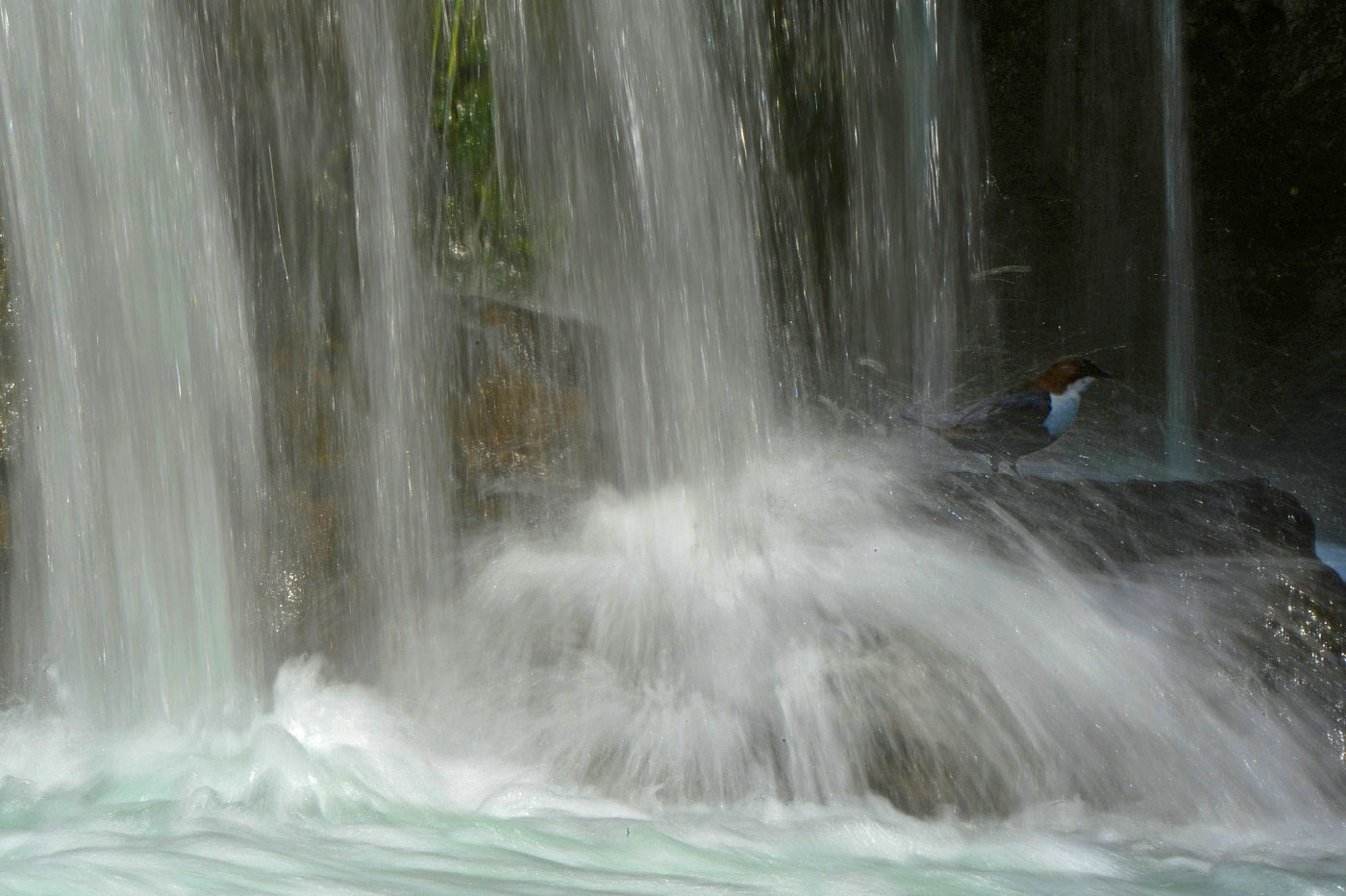 The blackbird and the waterfall...