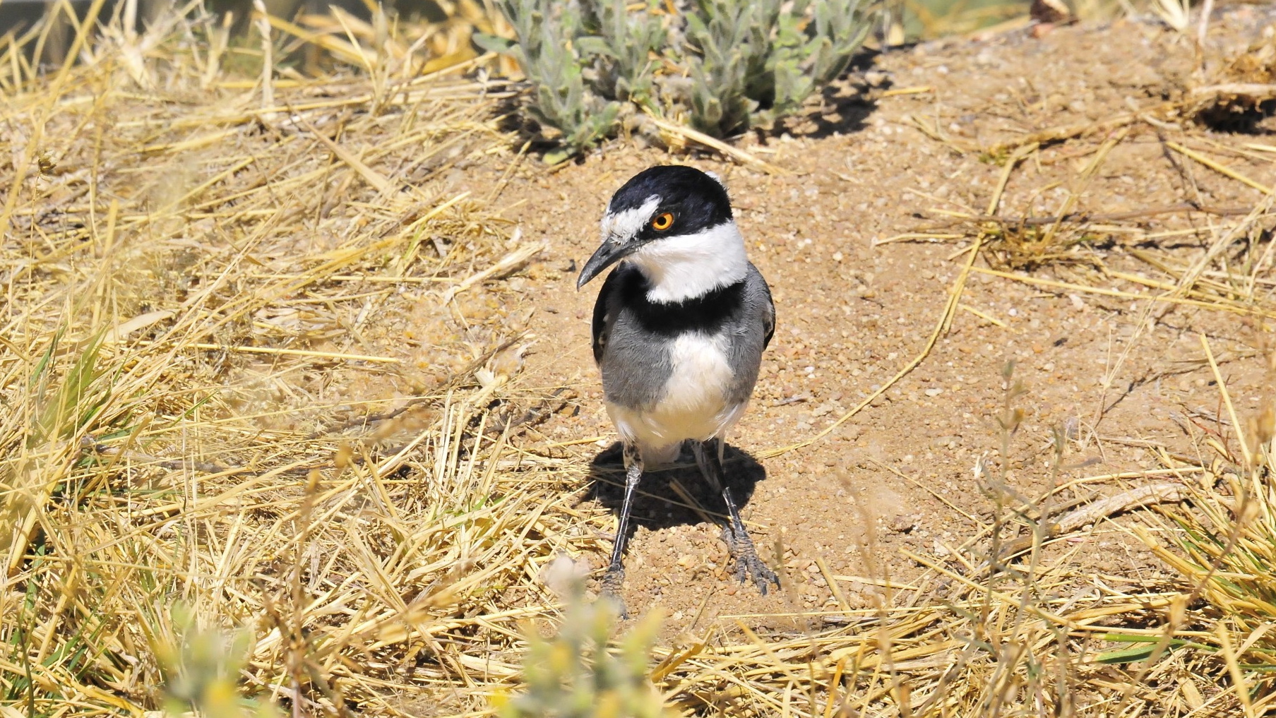 her white-tailed = Namibia - endemic...