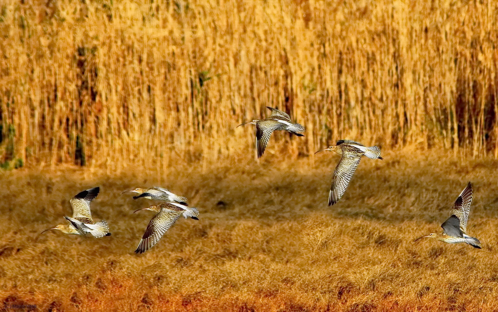Curlews in flight...