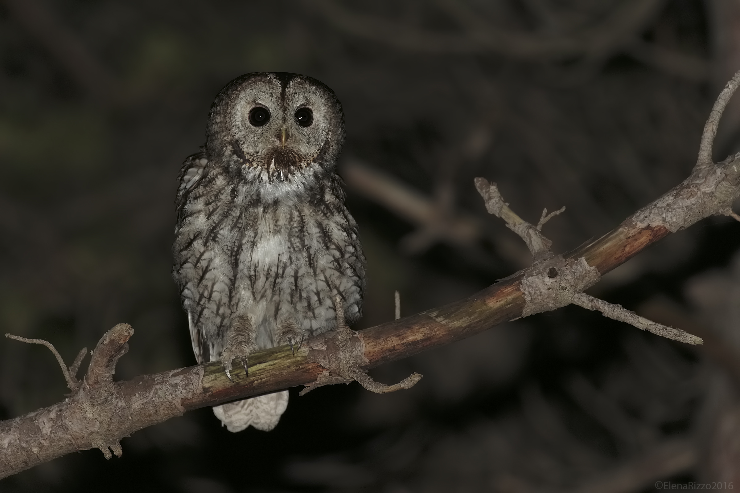 tawny owl...