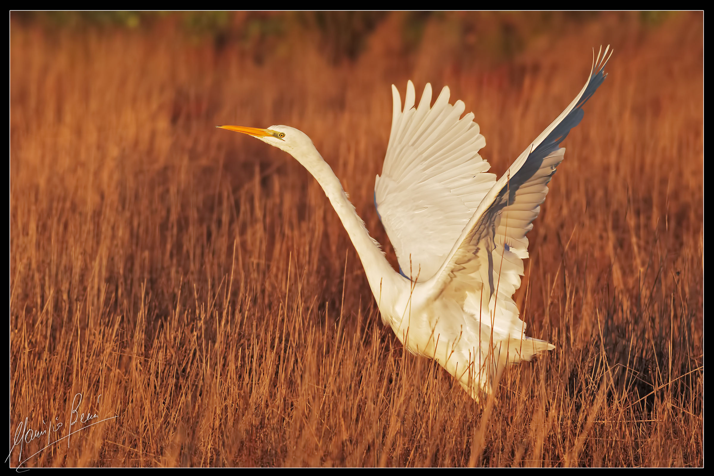Great Egret, fledging early morning....