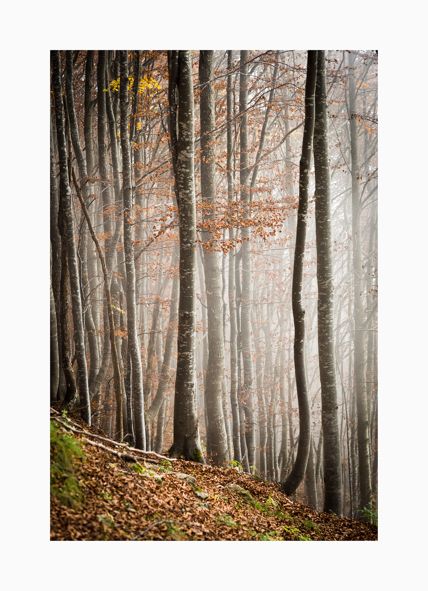 Beech forest in the fog...