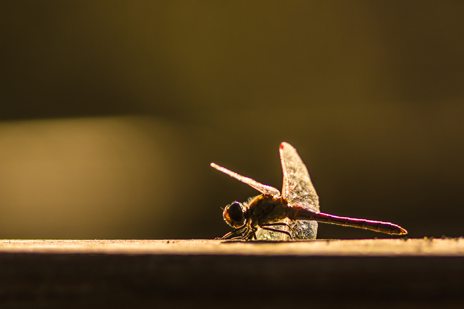 dragonfly backlight...