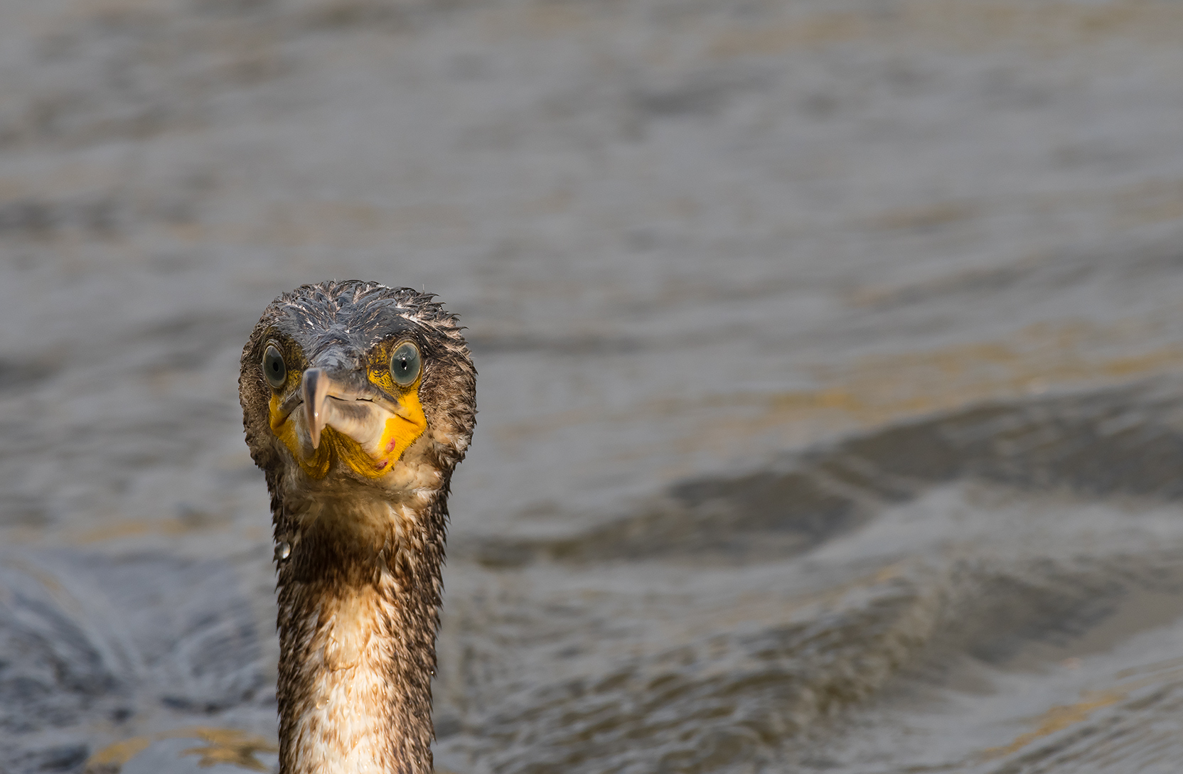 Cormorano...