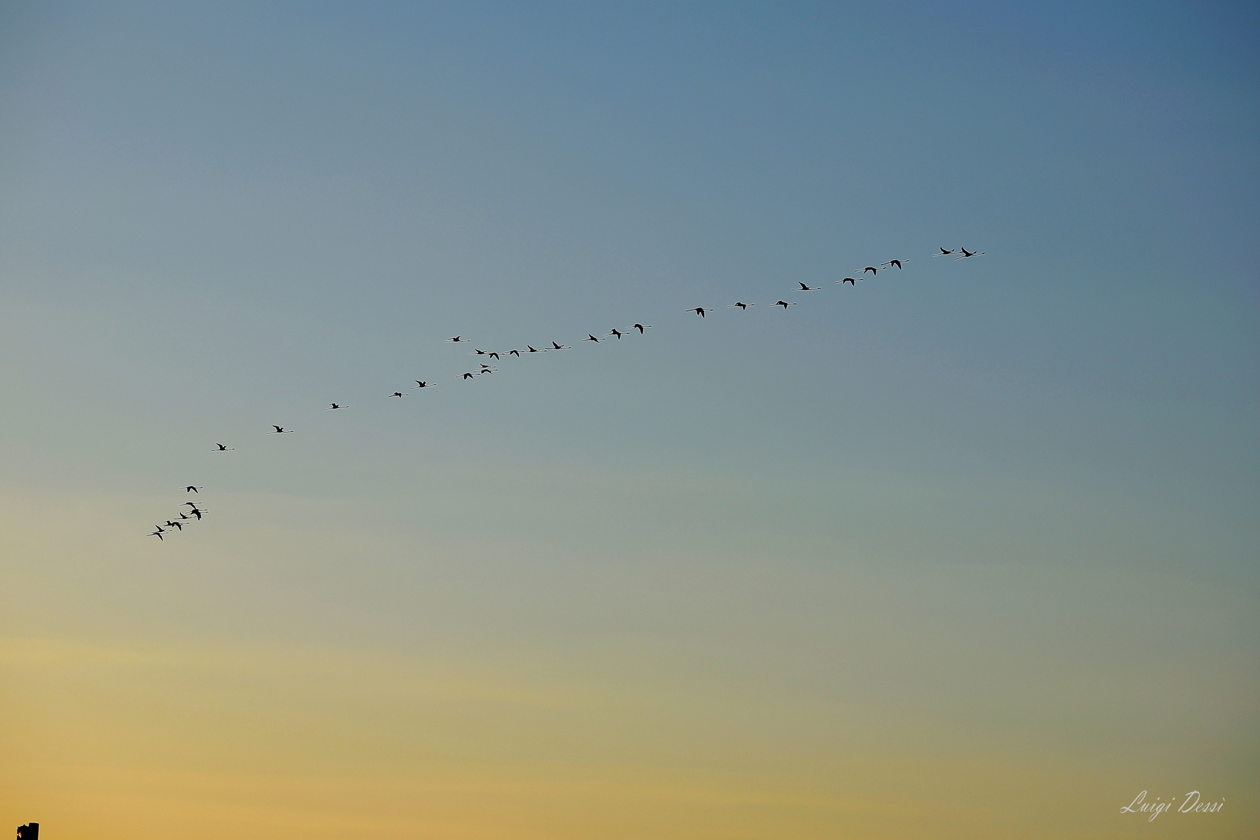 The flight of the flamingos at sunset...