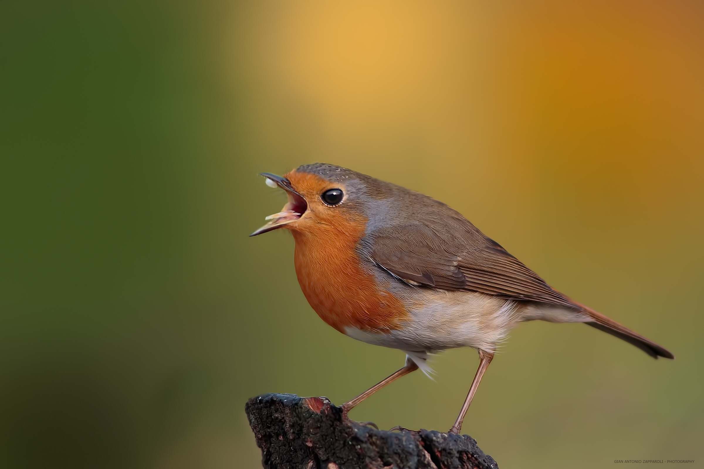 singing in the woods ......