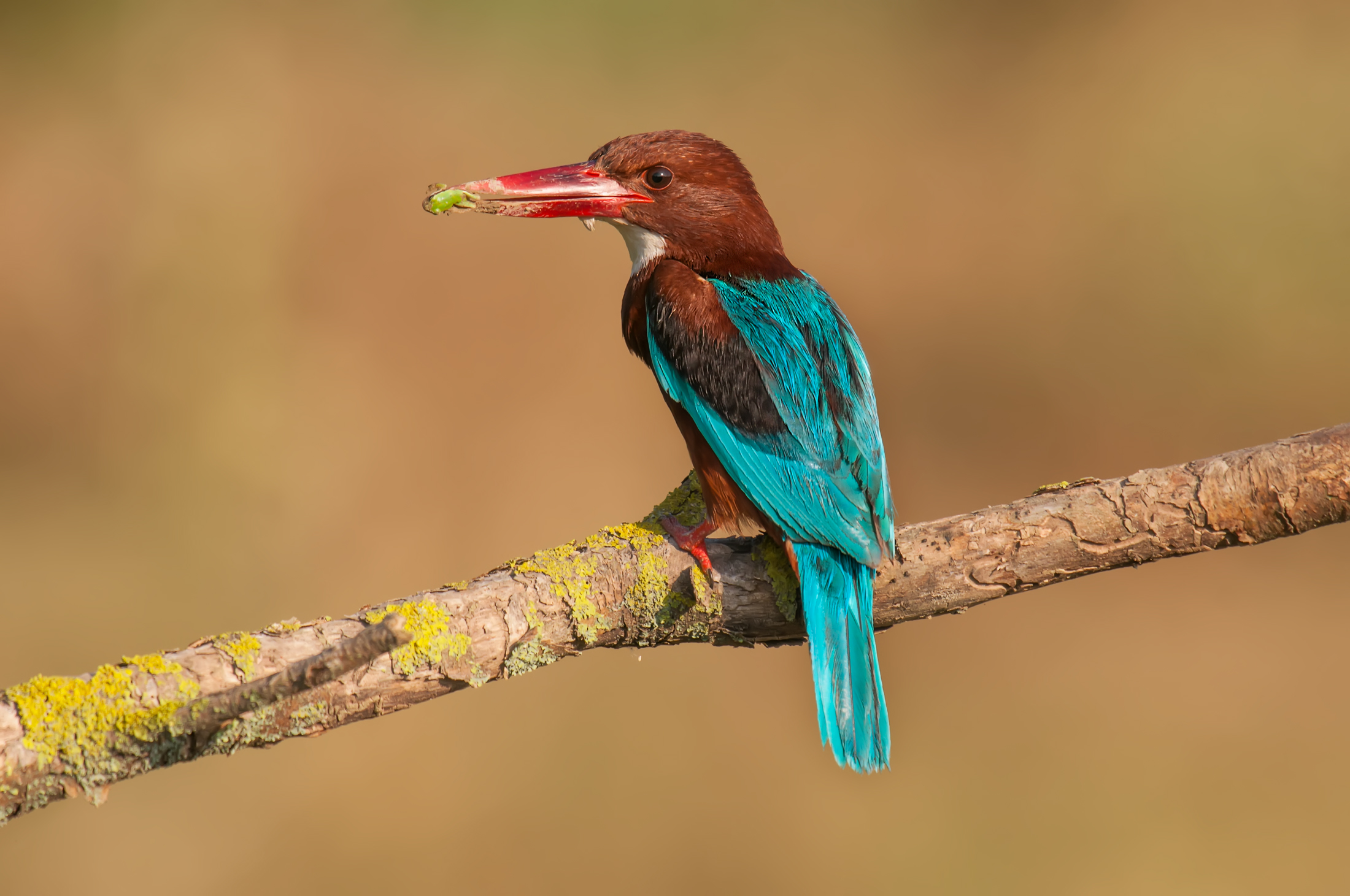 Halcyon smyrnensis » White-throated Kingfisher...