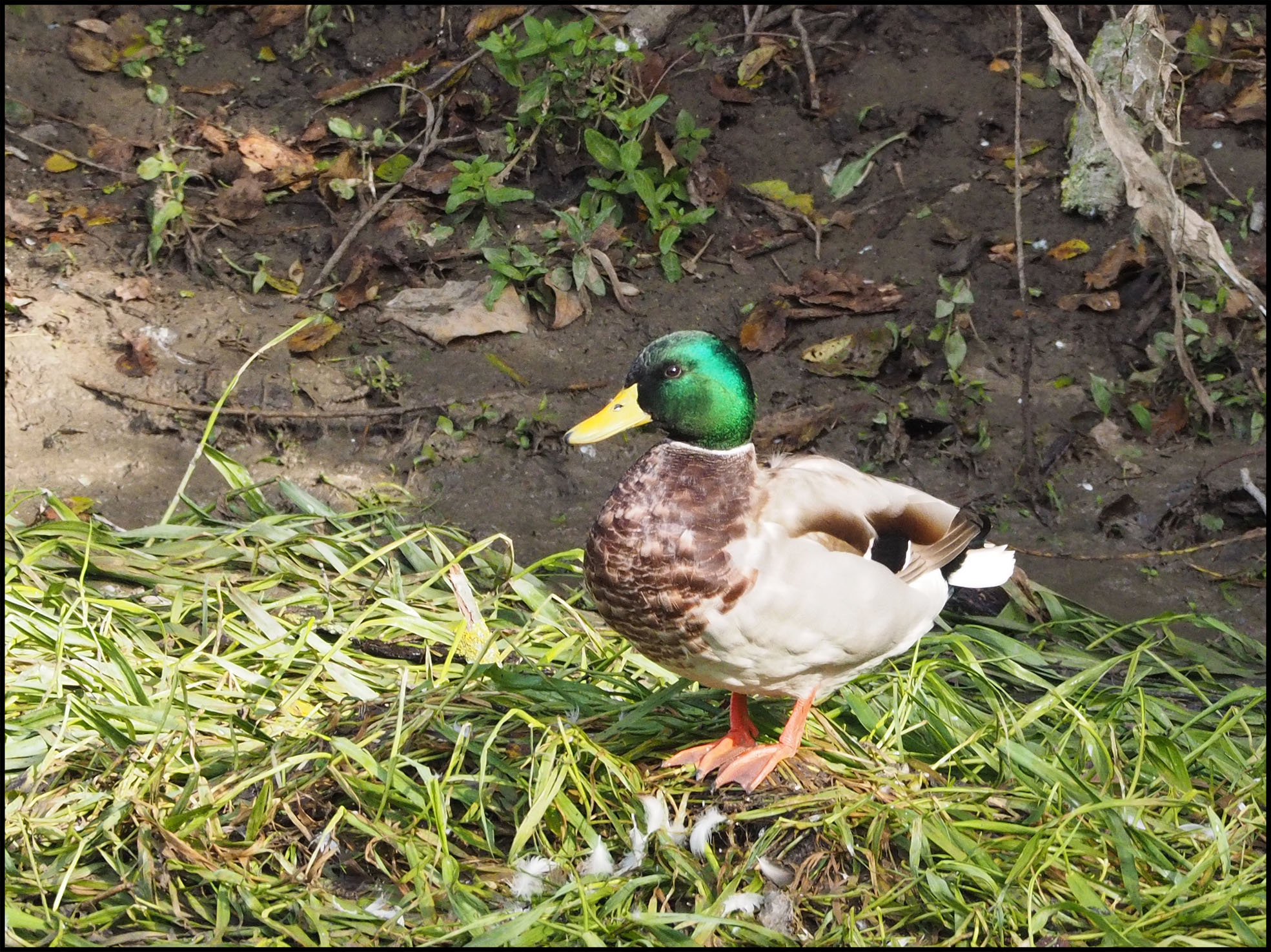 Mallard...