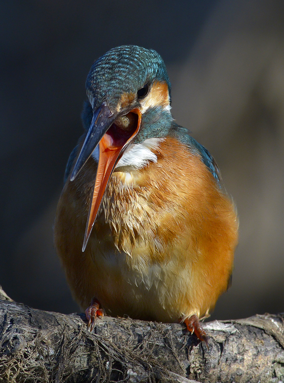 Kingfisher. (Expulsion of the wad)...