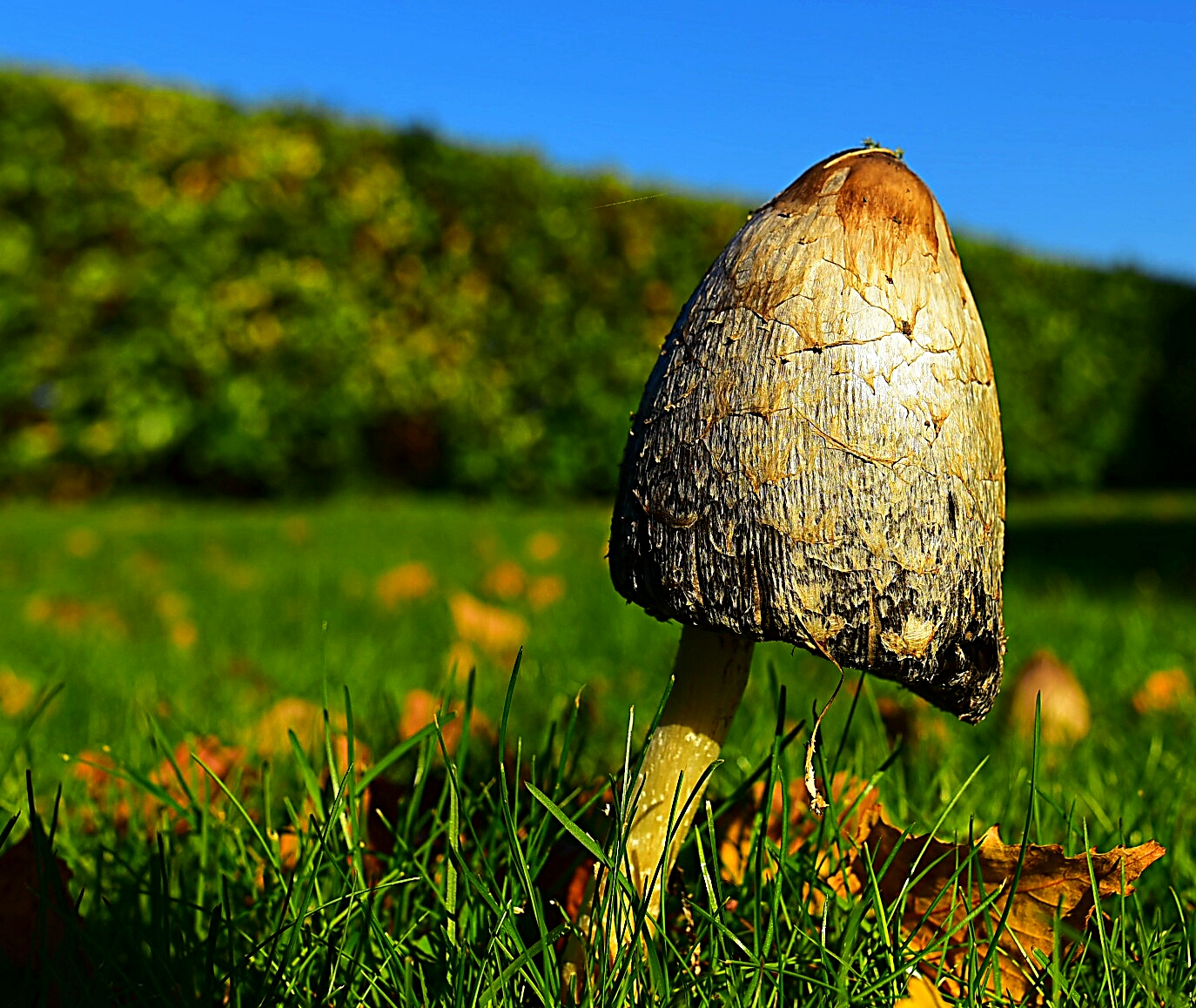 Mushroom...