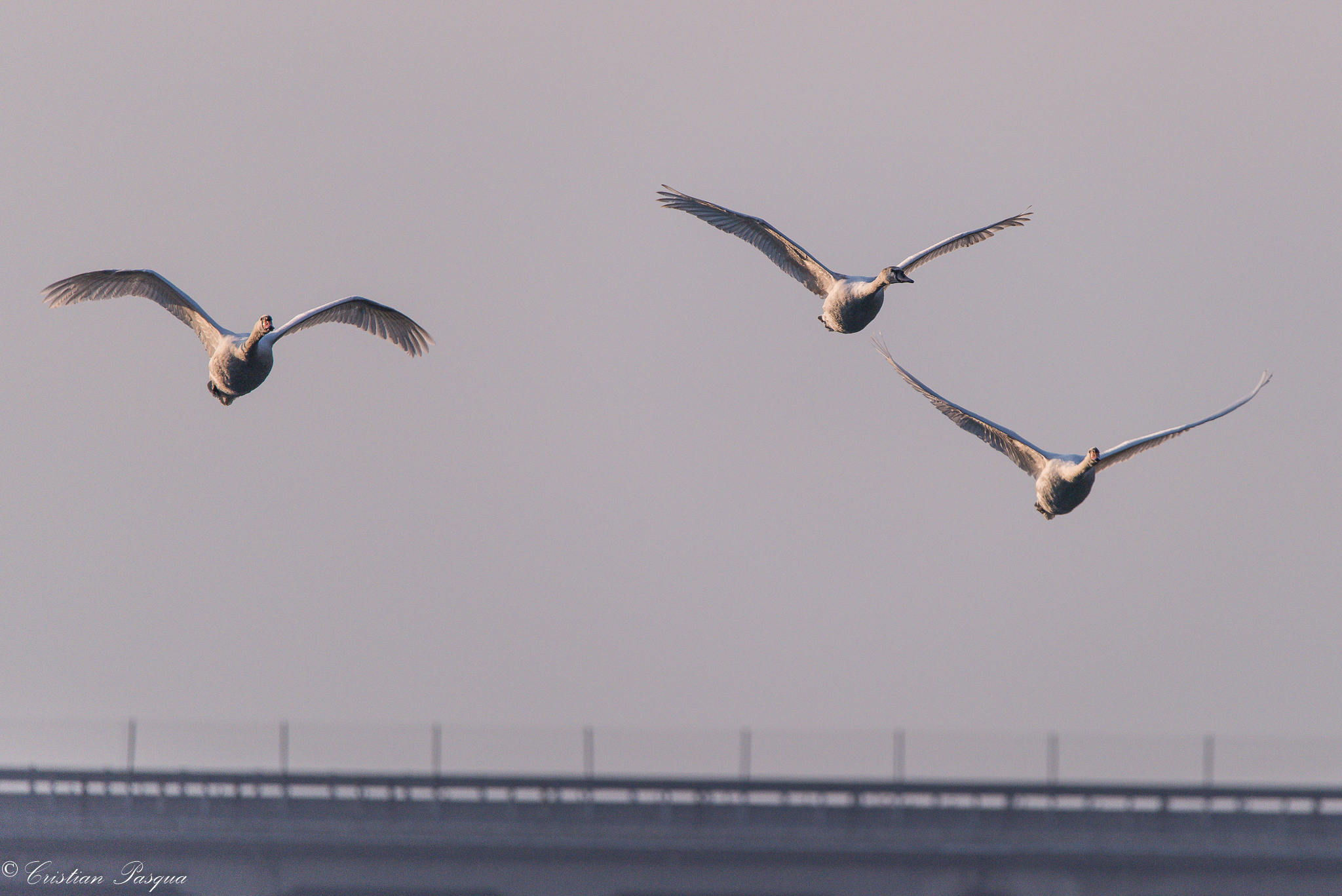Cigni in volo...