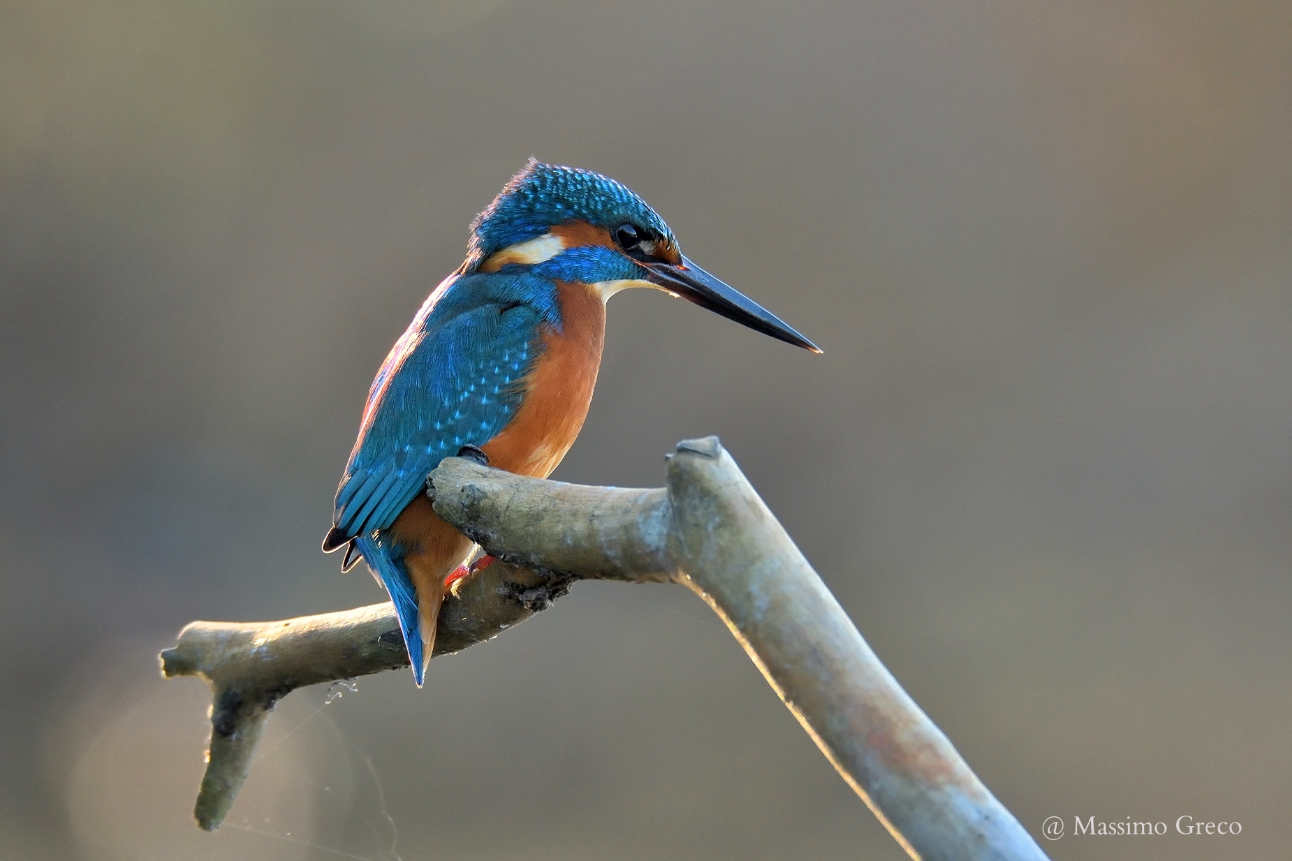 Kingfisher male...