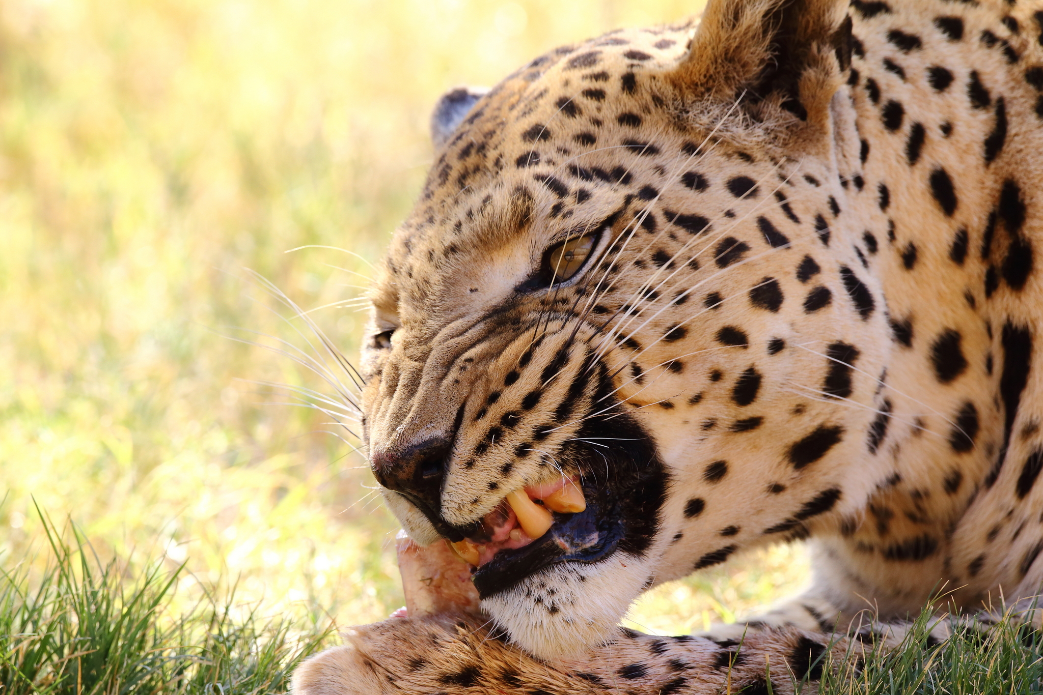 hungry leopard...
