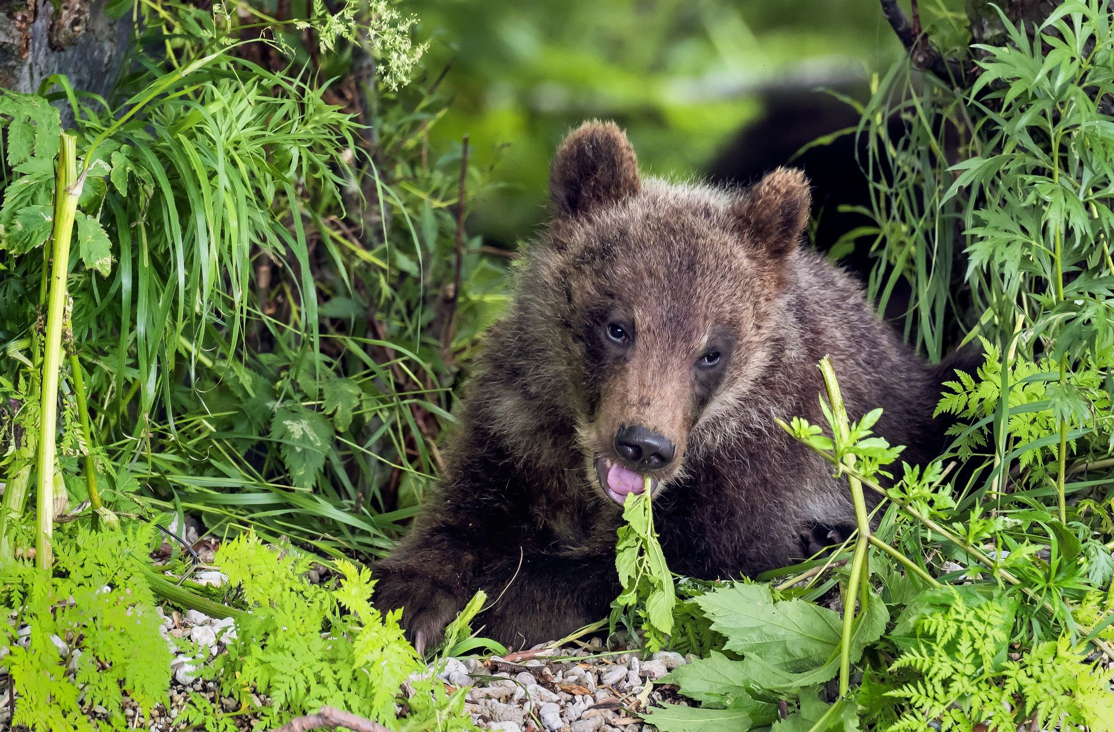 Kamchatka 2016 - Cub...