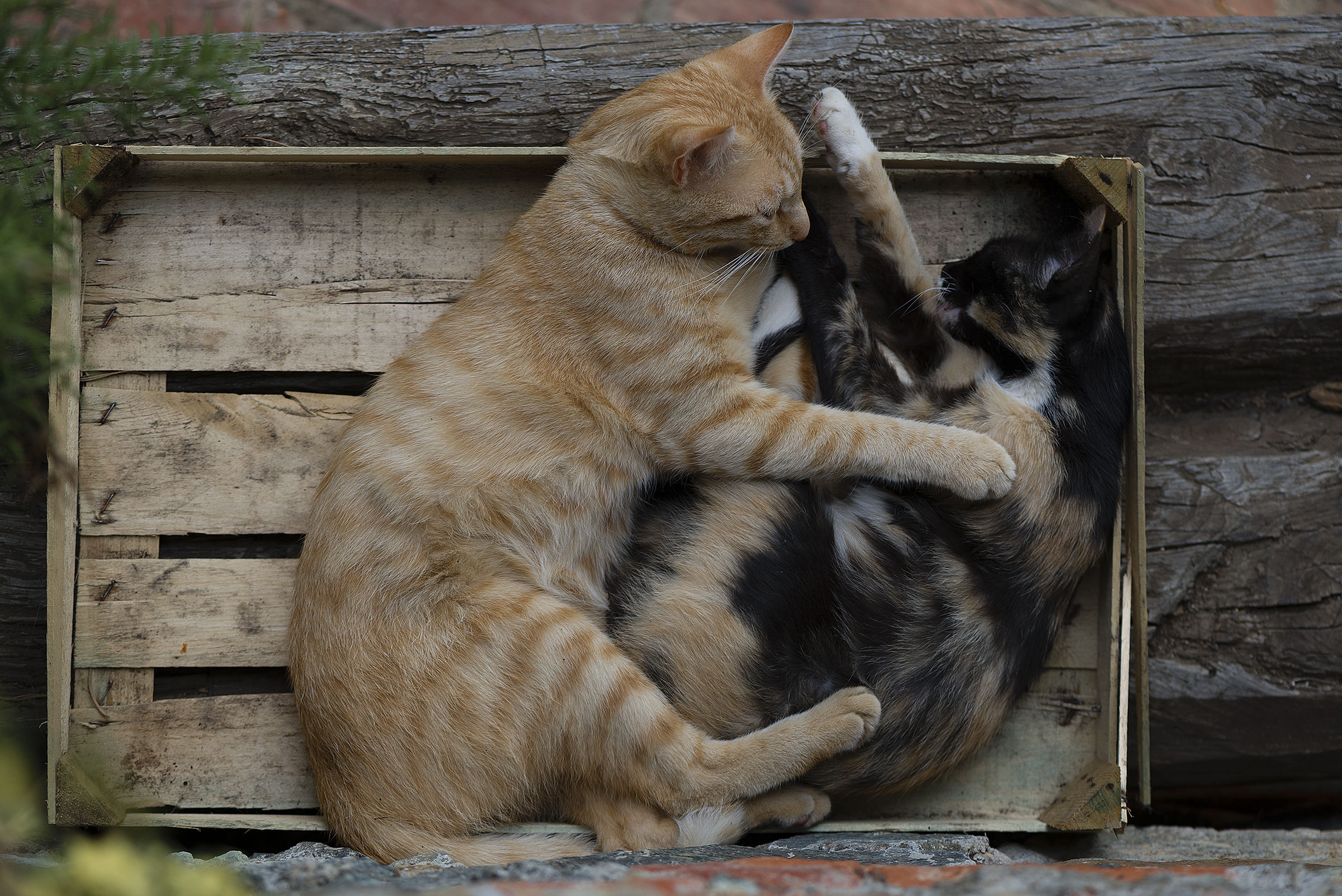 Cassetta di legno con gatti...