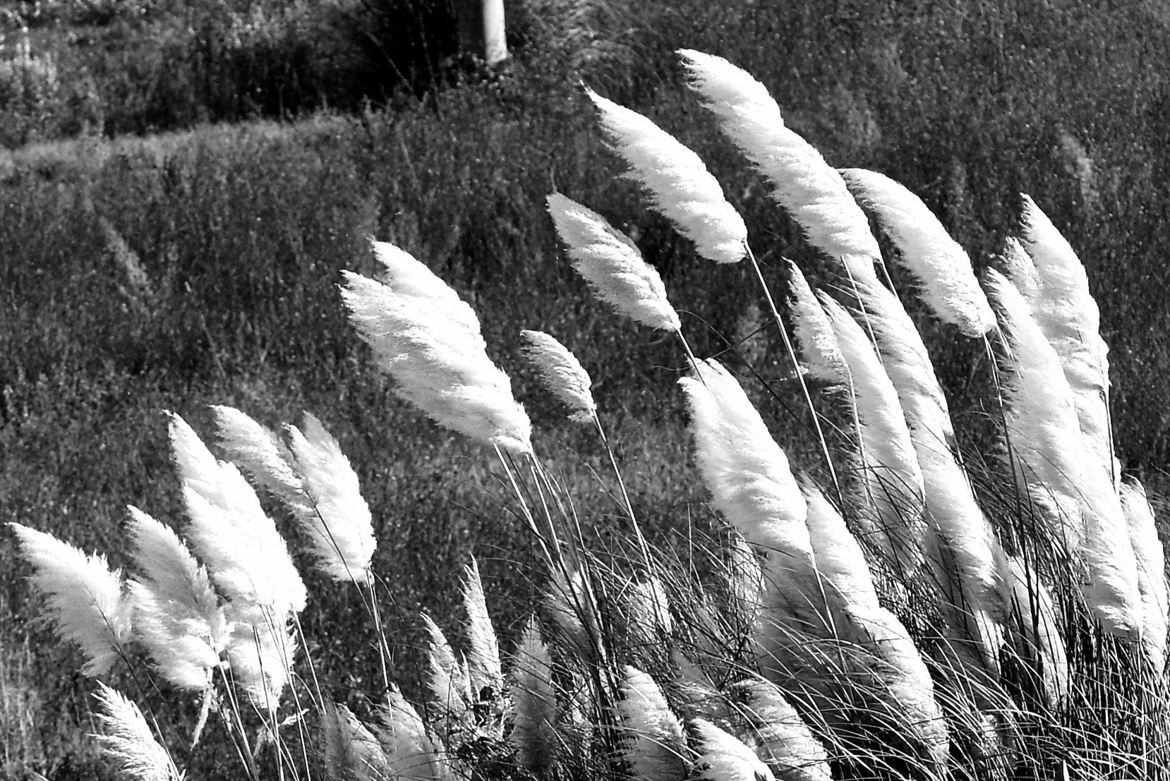 reeds in the wind...