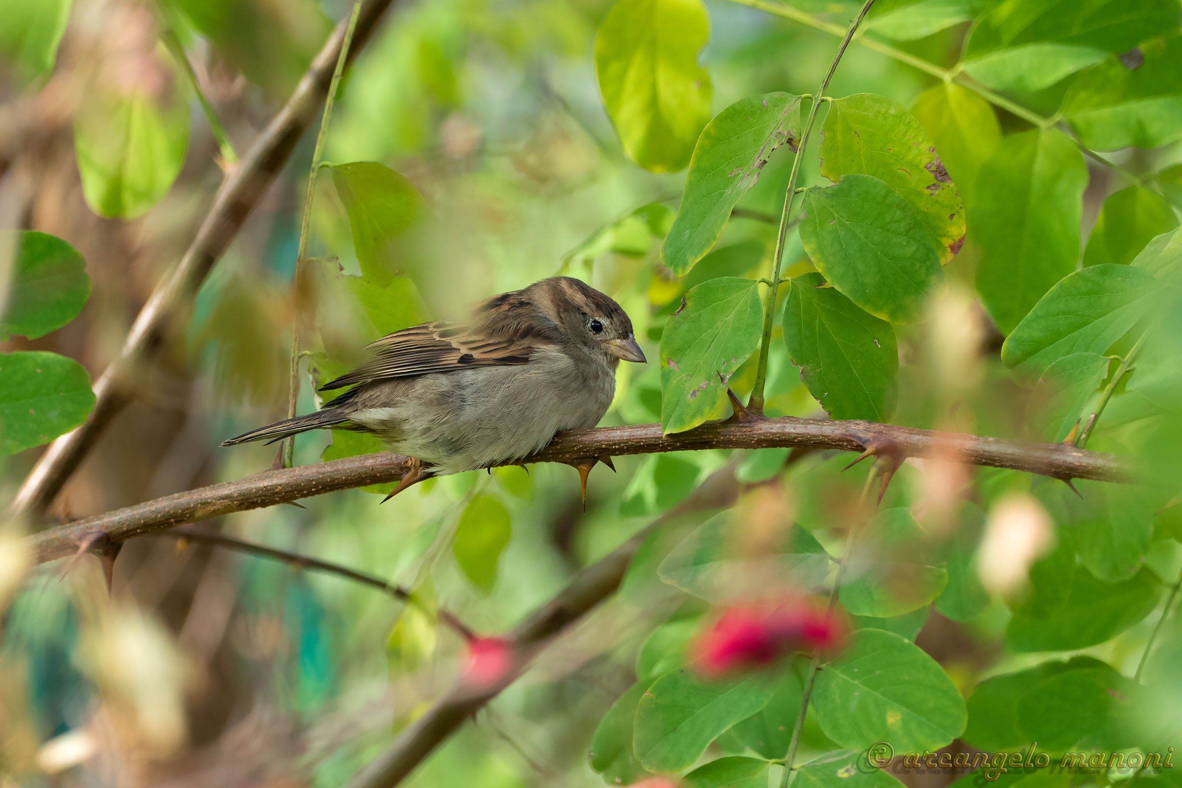 Sparrow in the rest of thorns and green...