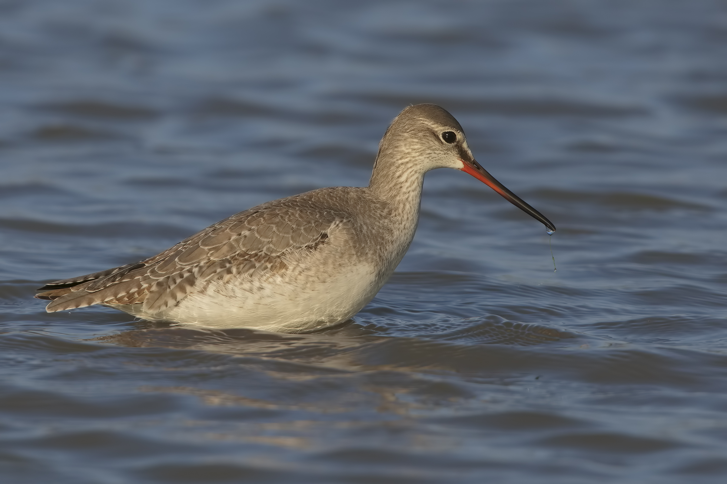 Spotted Redshank...