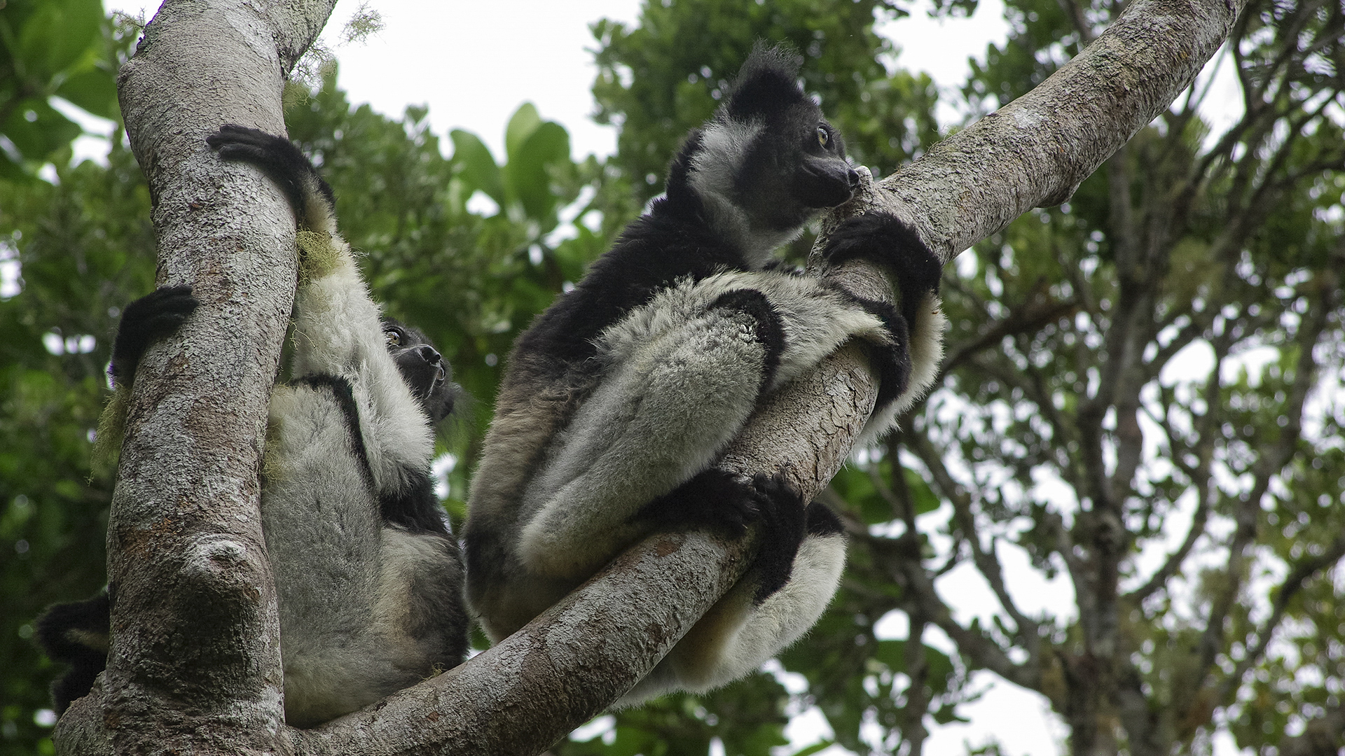 Indri, Foresta di Perynet, Madagascar...