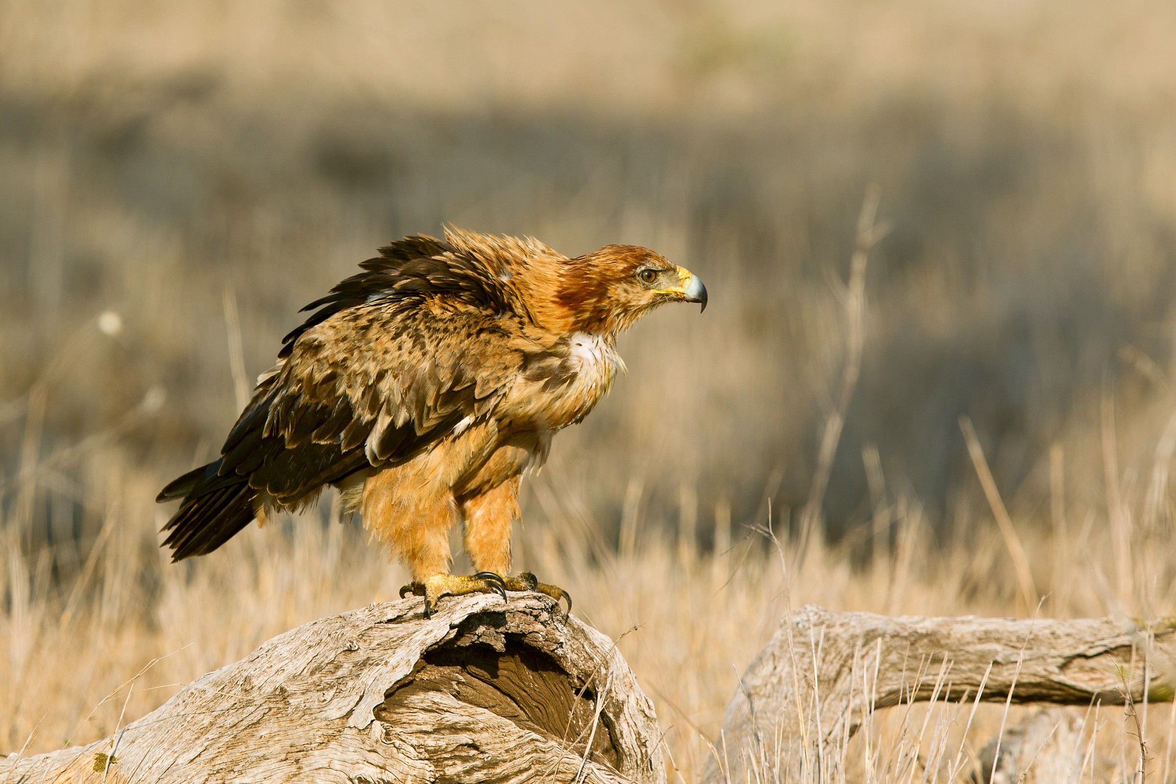 Prey eagle...