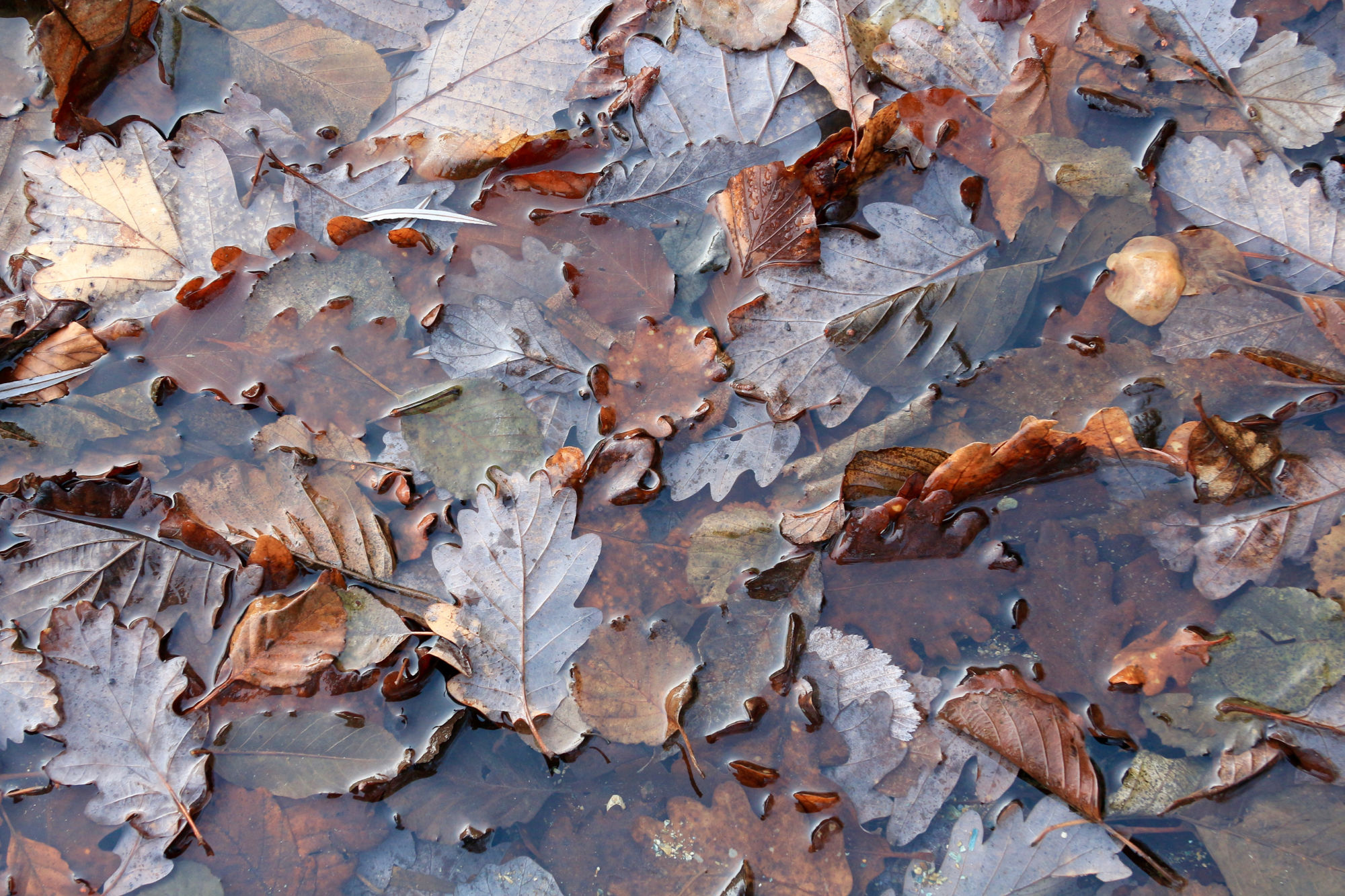 L'autunno in basso...