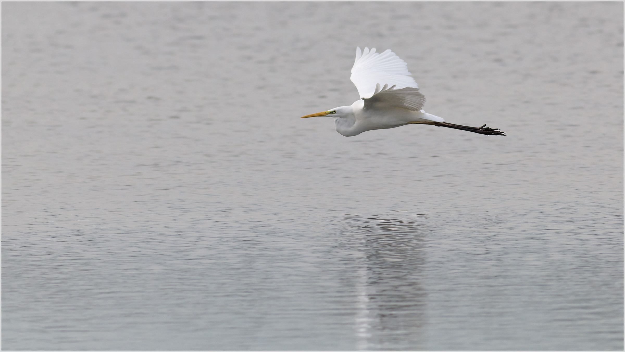 airone bianco sul mare...