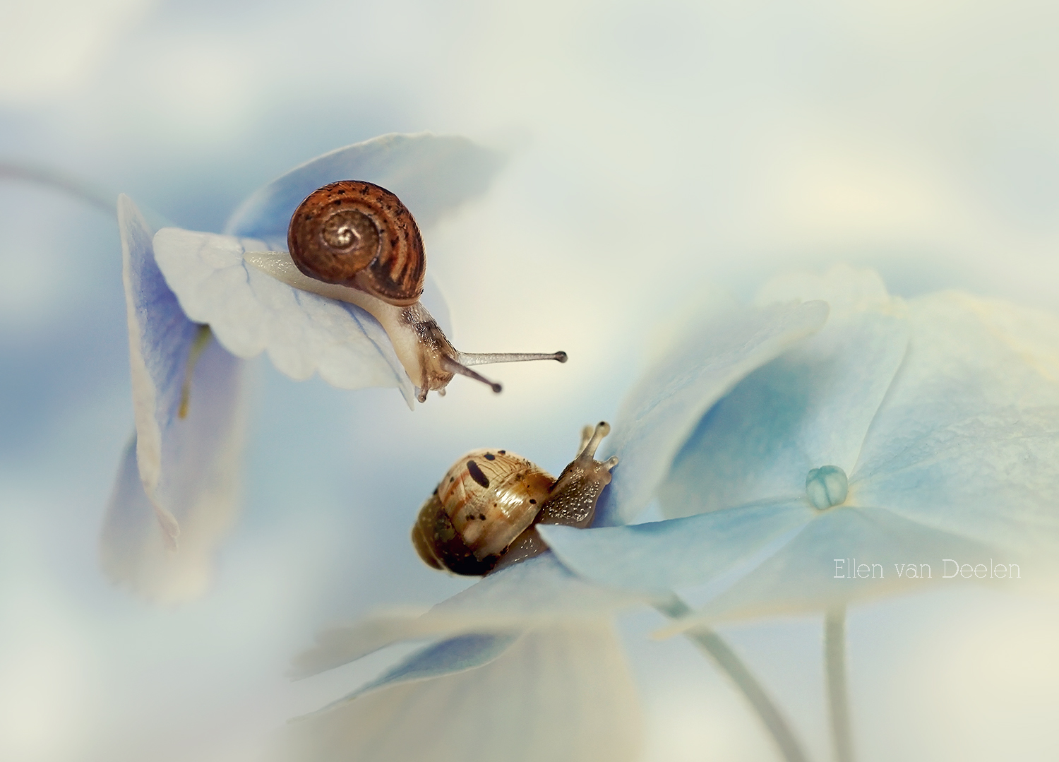 snails on hydrangea...