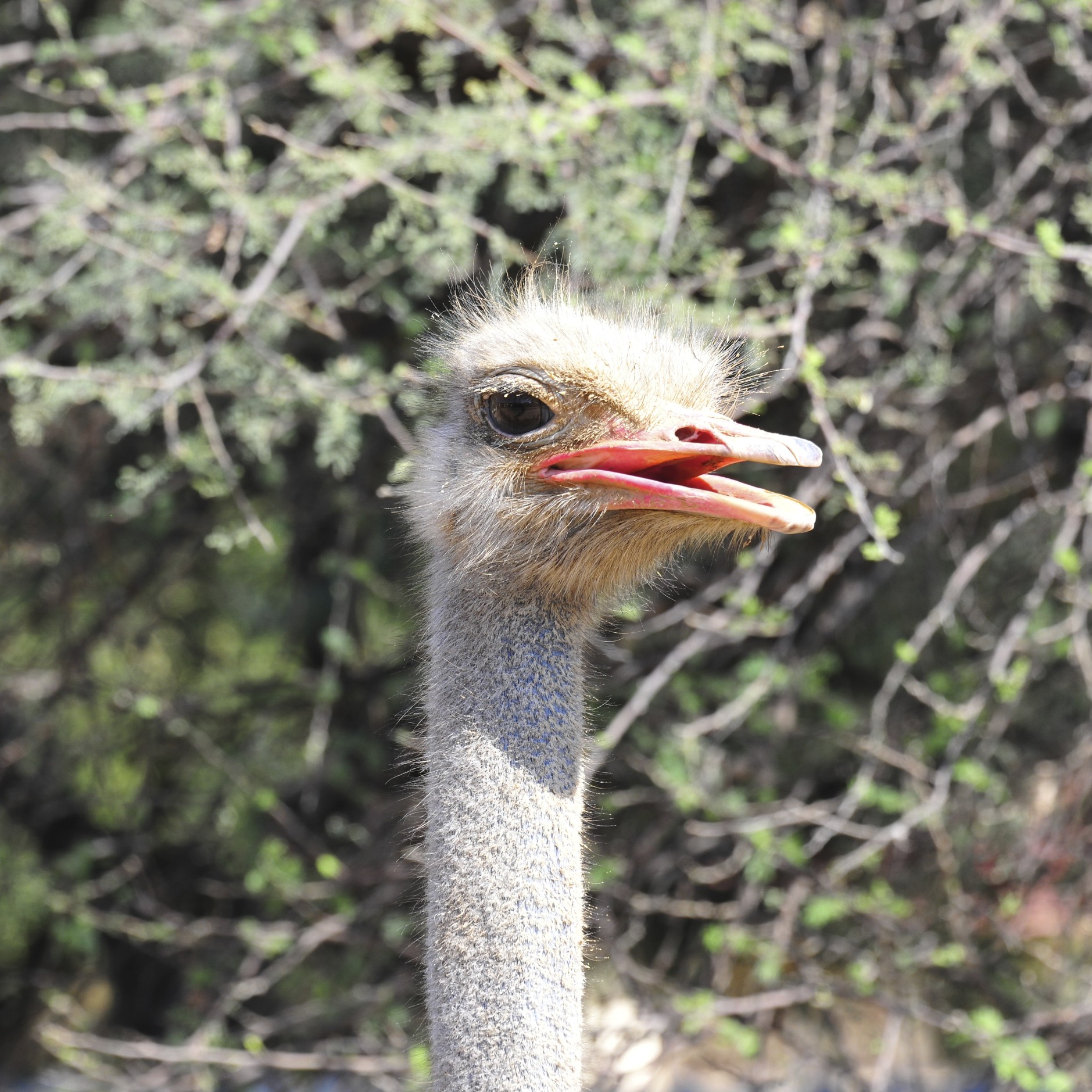 Ostrich head; namibia...