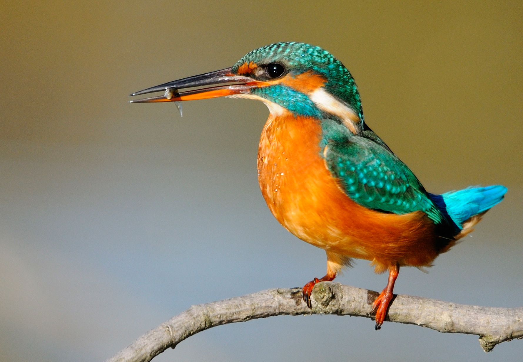 Kingfisher...