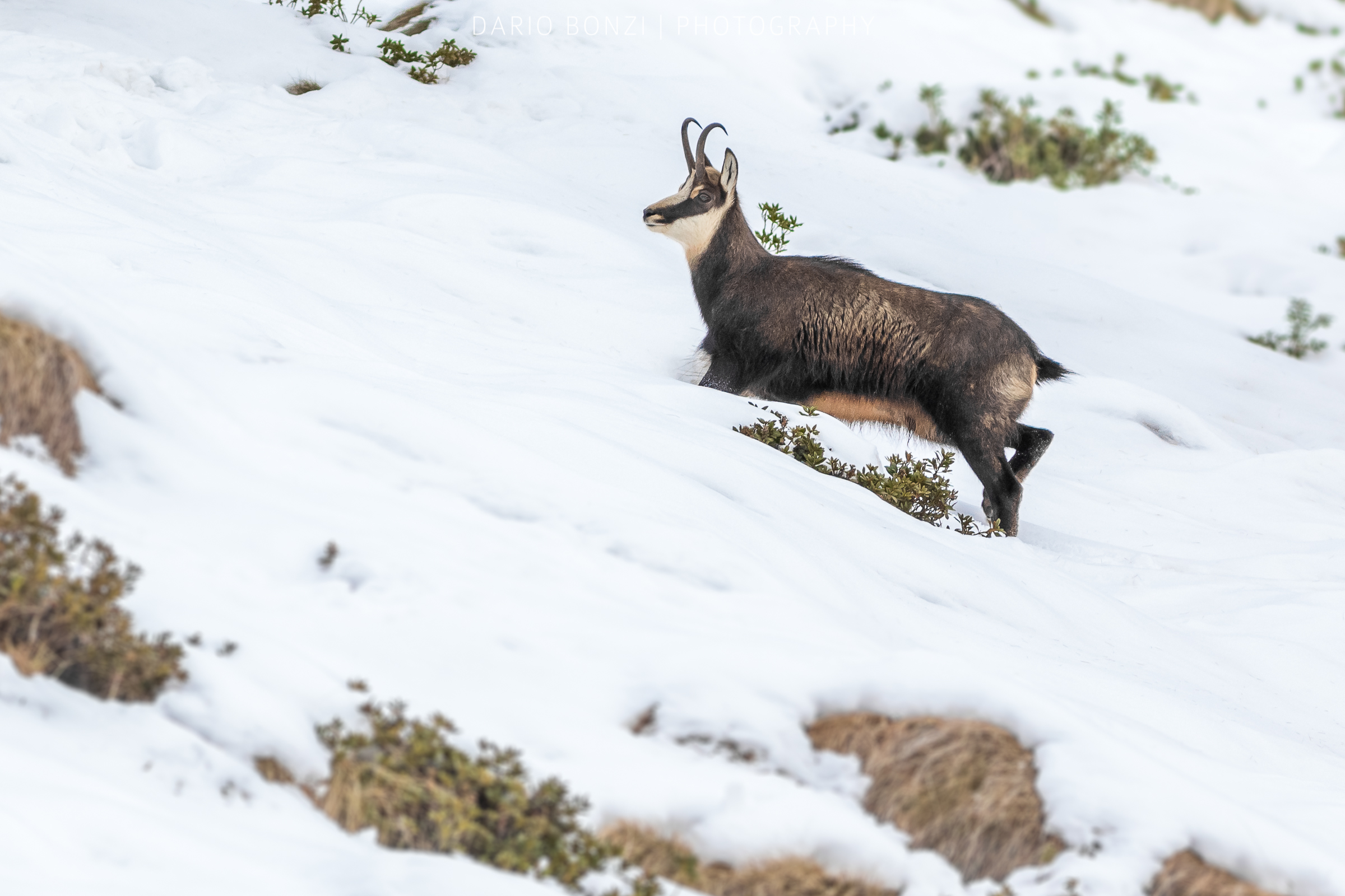 Chamois in the Snow...