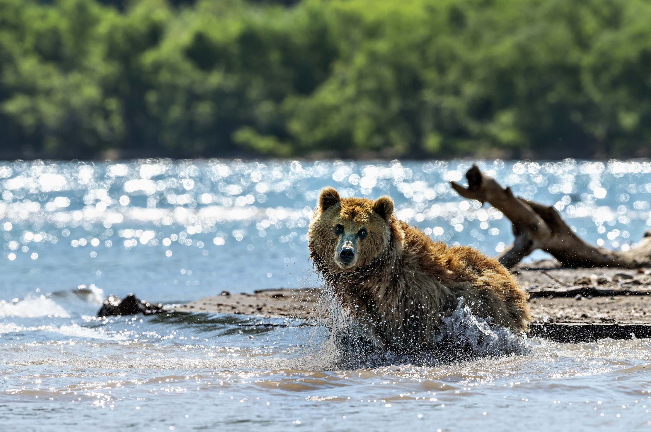 Kamchatka 2016 - Backlit...