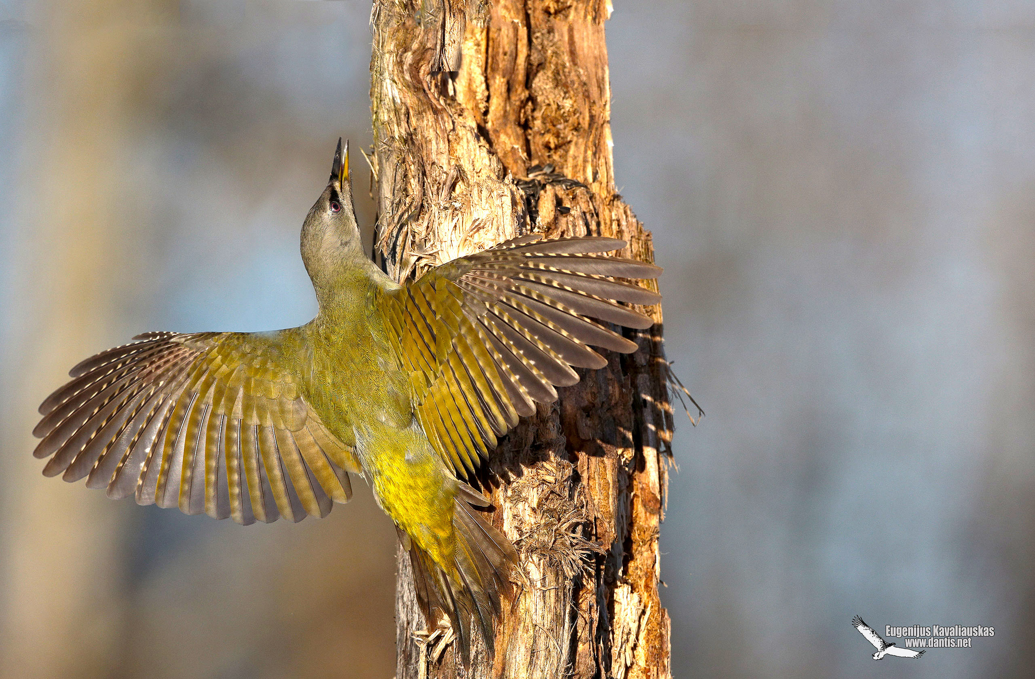 Grey-headed Woodpecker (Picus canus)...