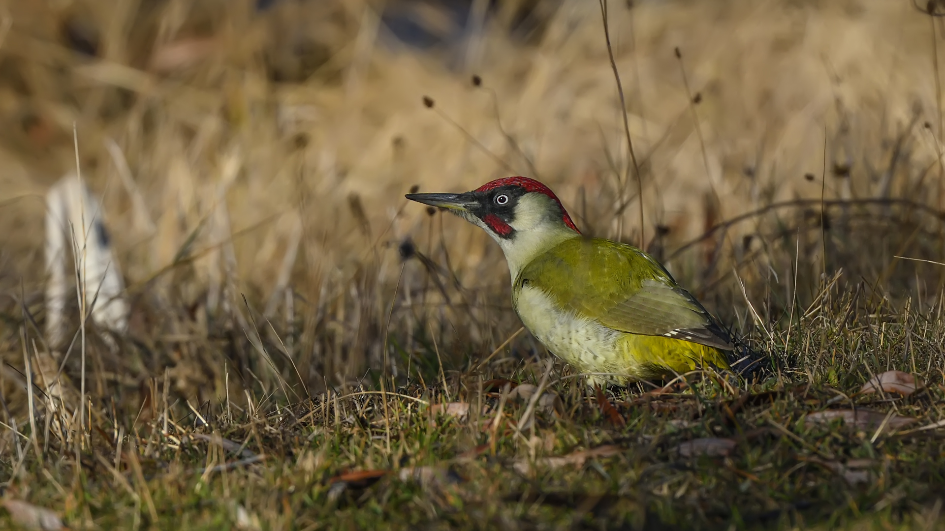 European Green Woodpecker / Picus viridis...