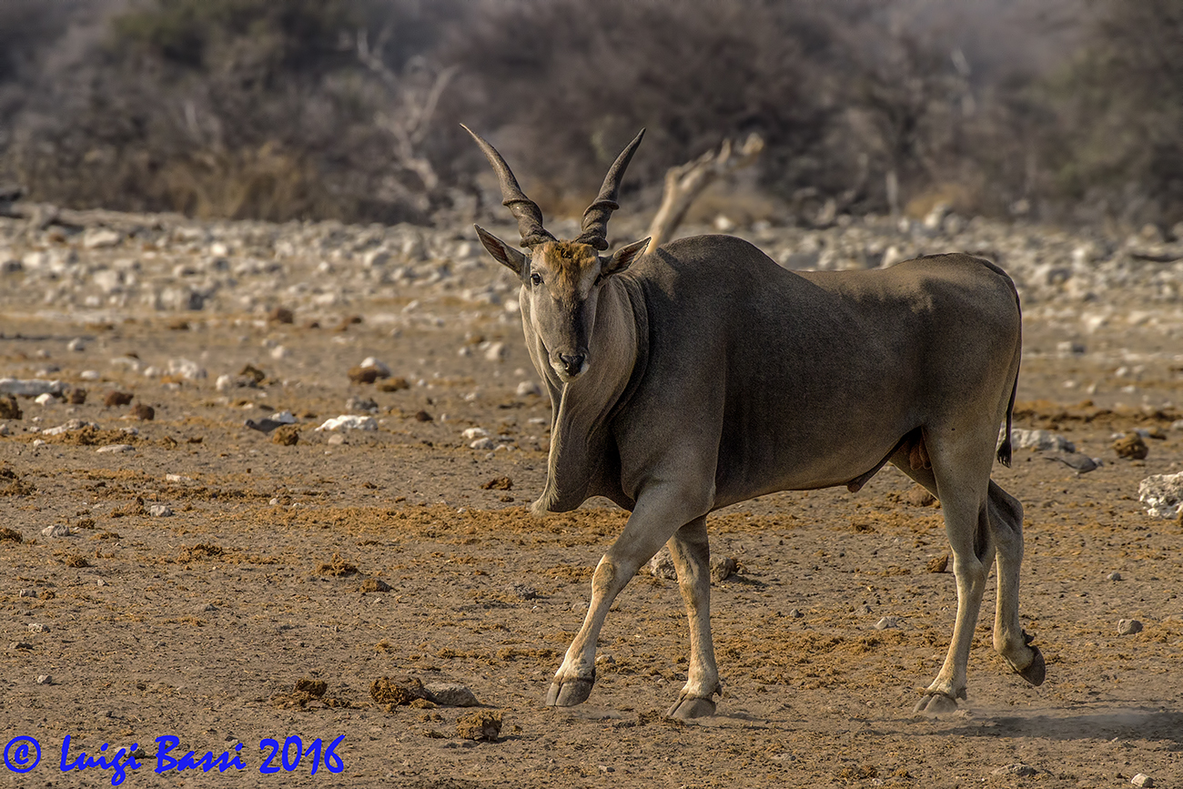 Eland - The Antelope Giant Namibia...