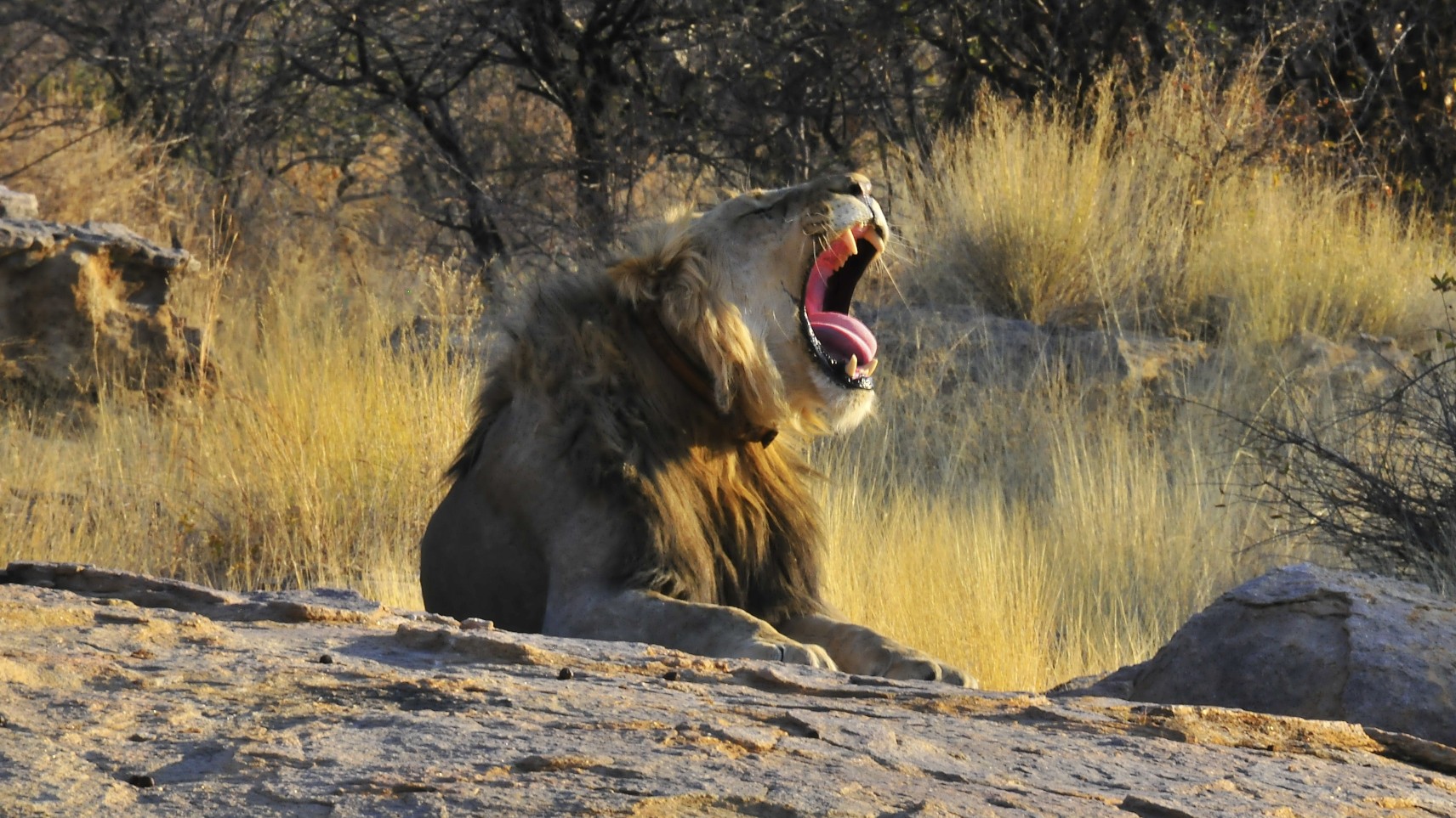 Lion sleepy Namibia...