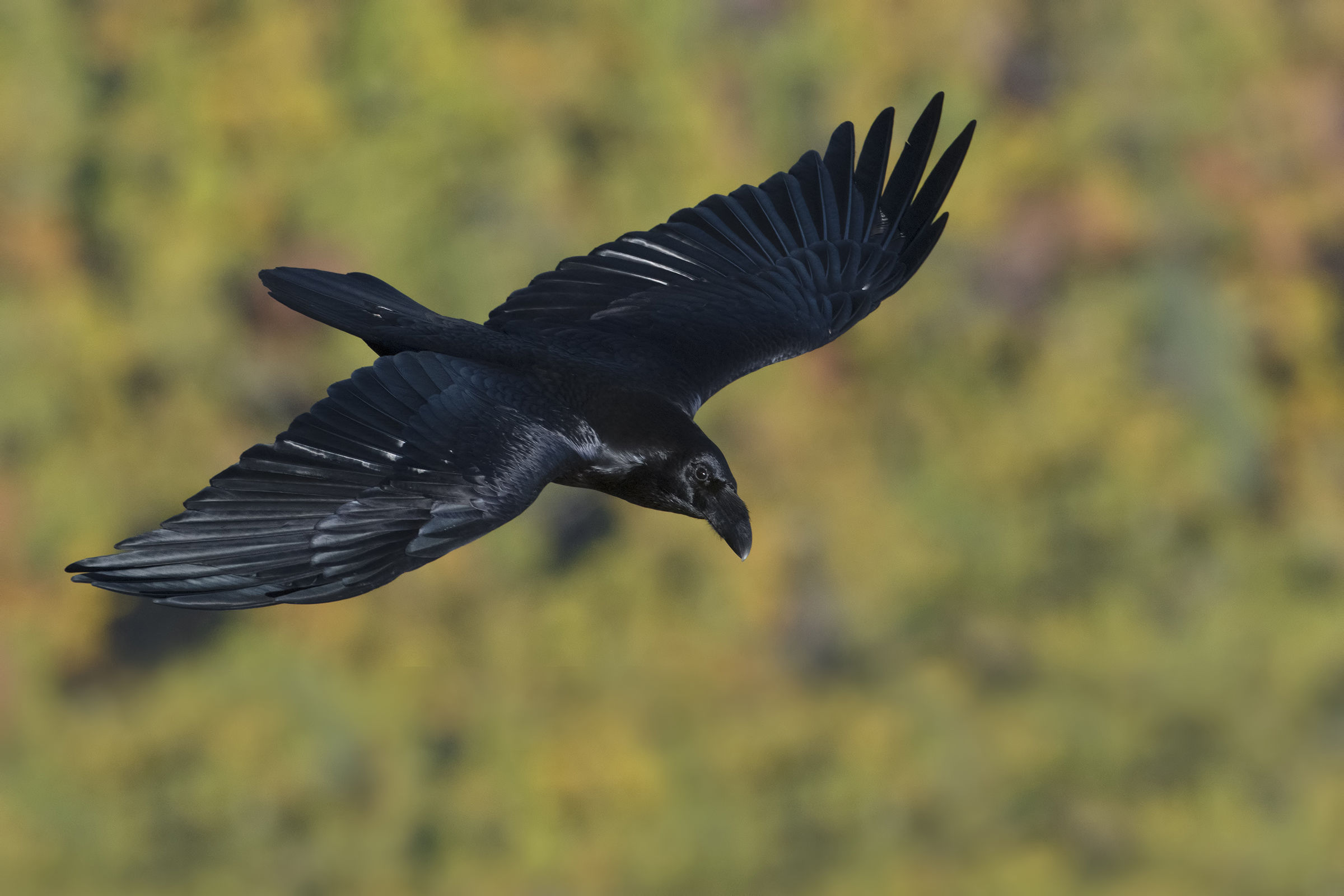 corvo imperiale...