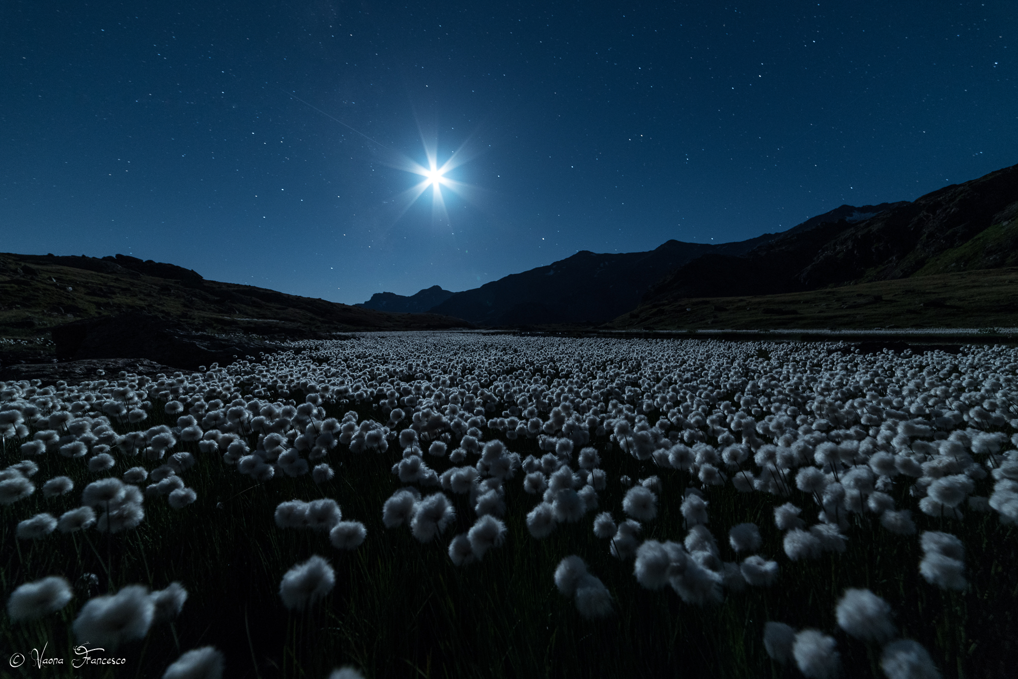 Cotton grass in the moonlight...