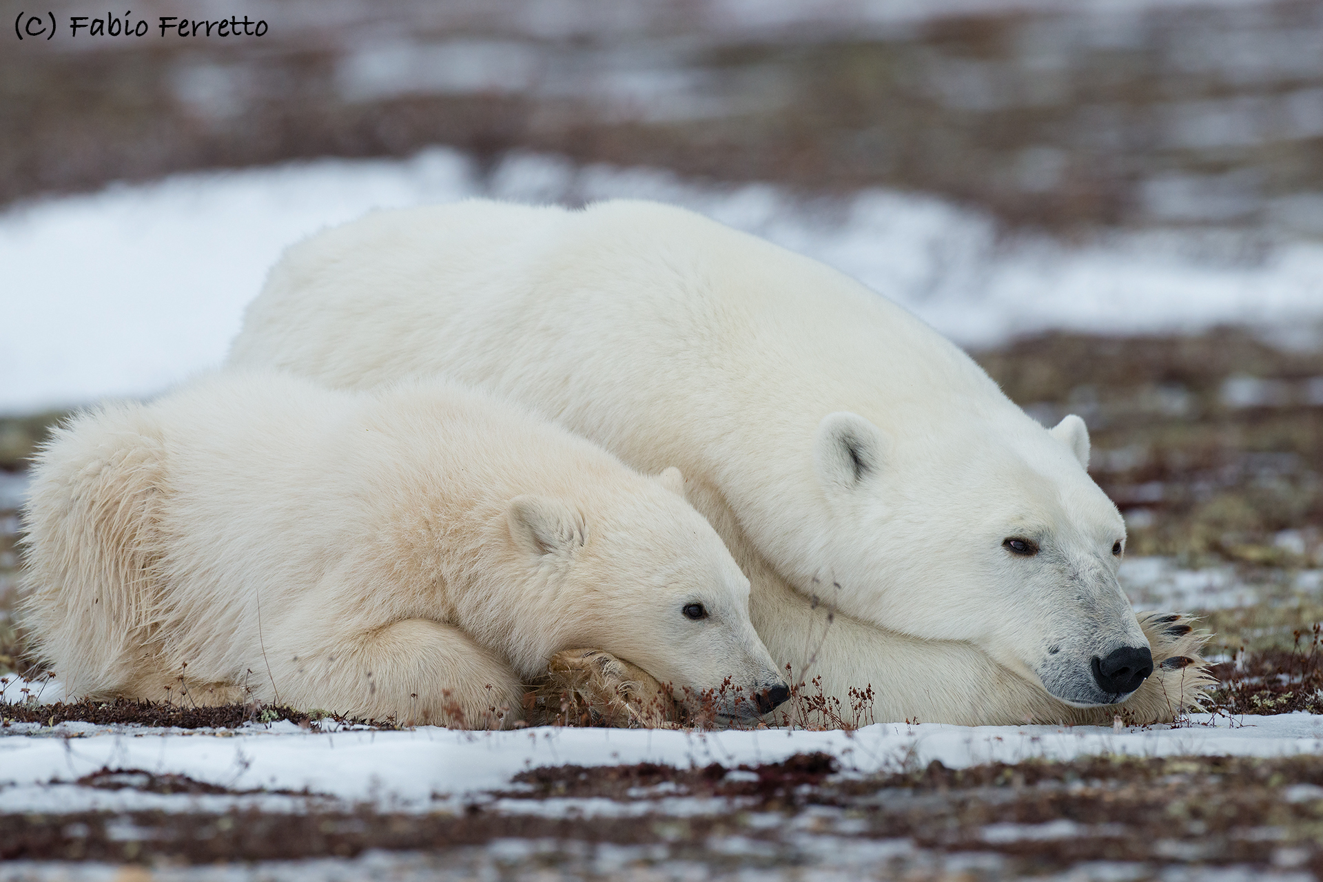 Mom and Cub...