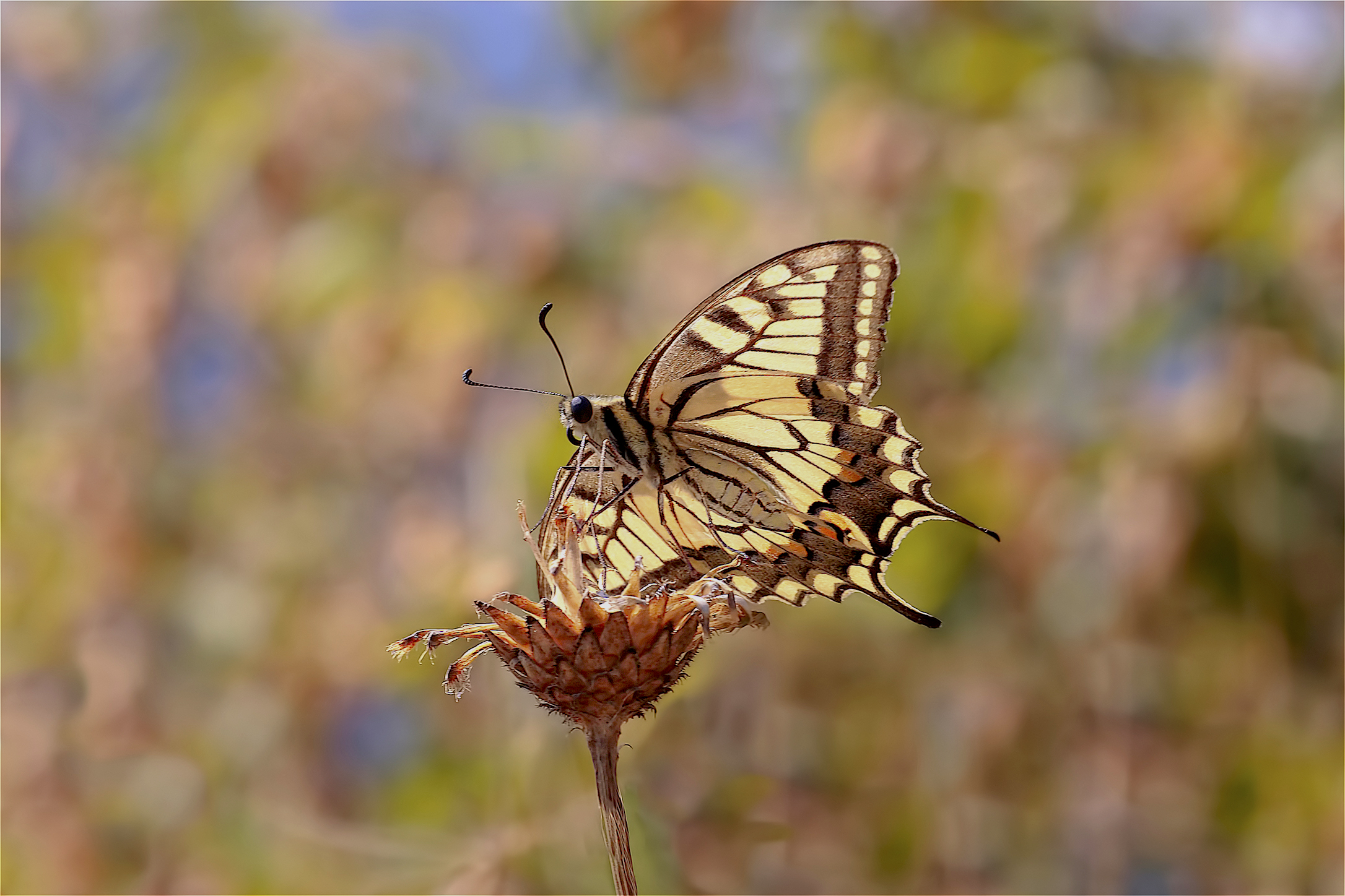Papilio Machaon Autunnale...