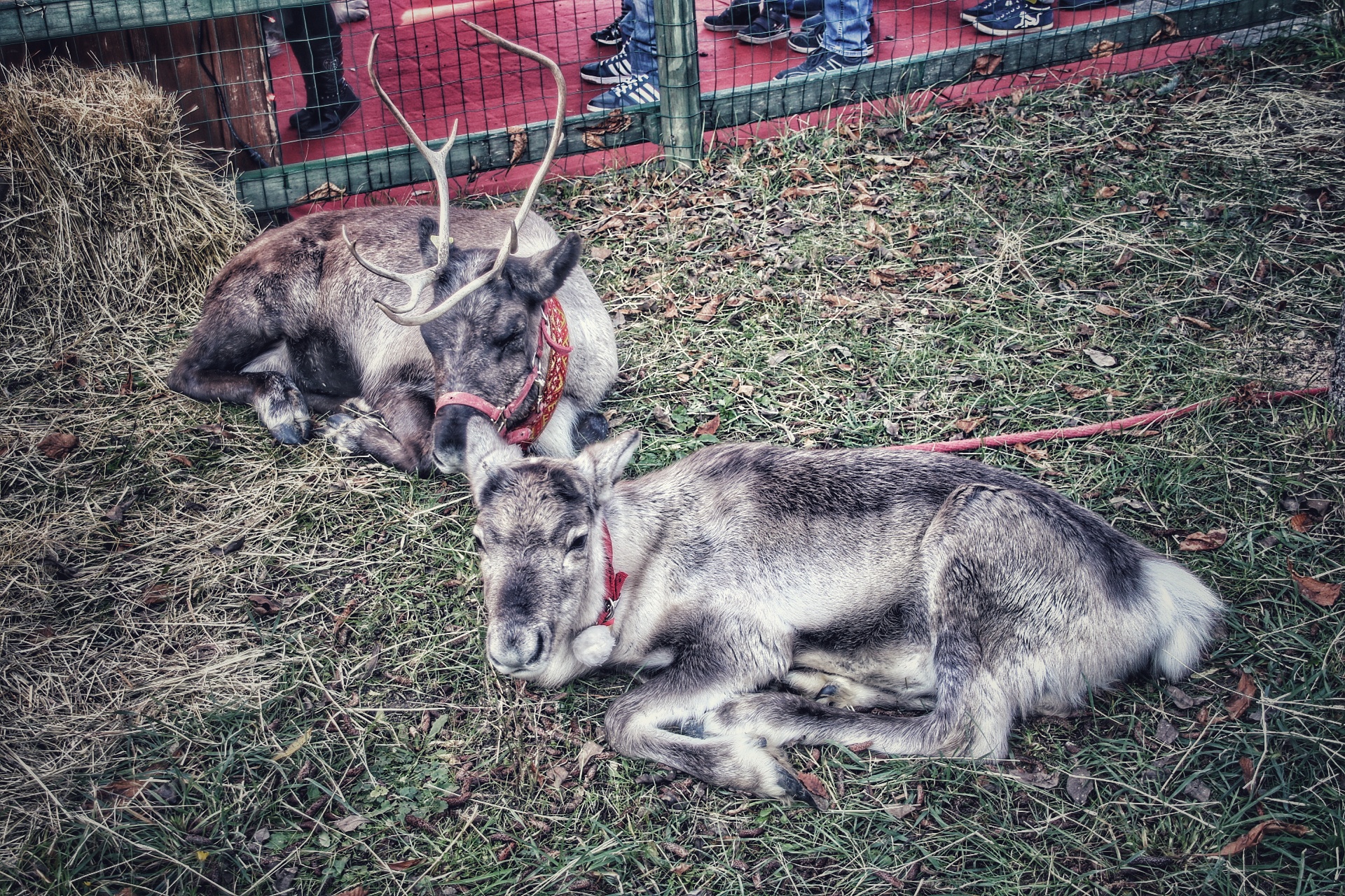 ..vita from europe reindeer .....