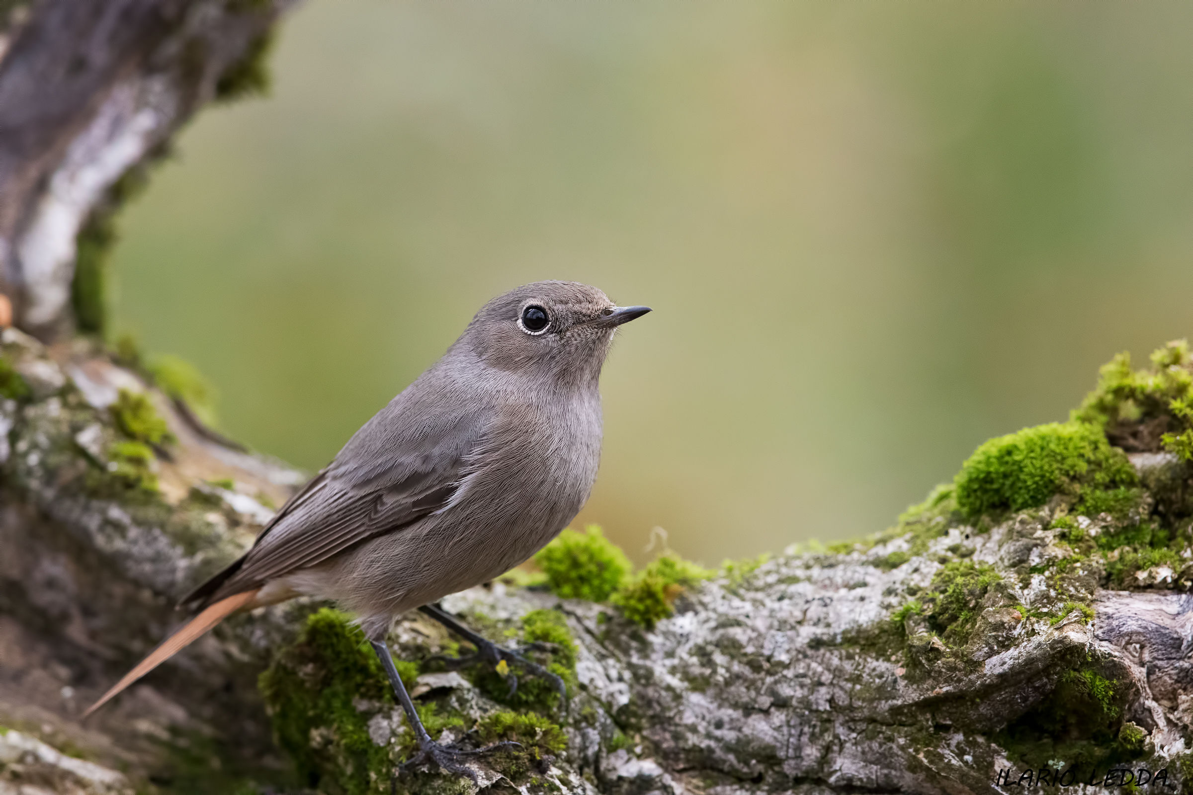 redstart...