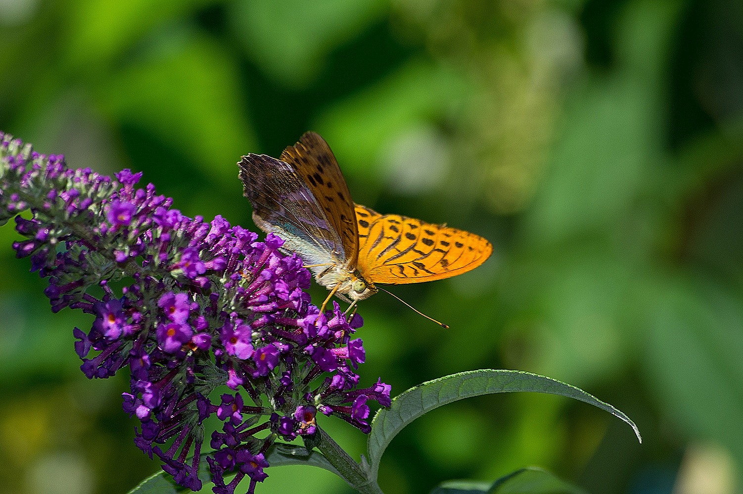 Lake Ledro butterflies...