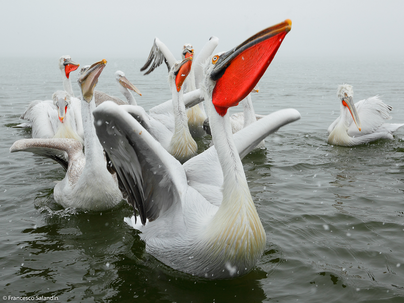 pelicans...