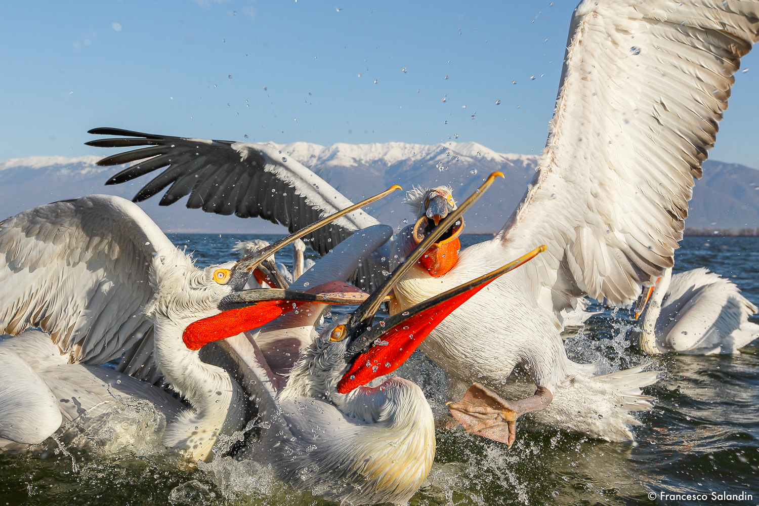 pelicans...