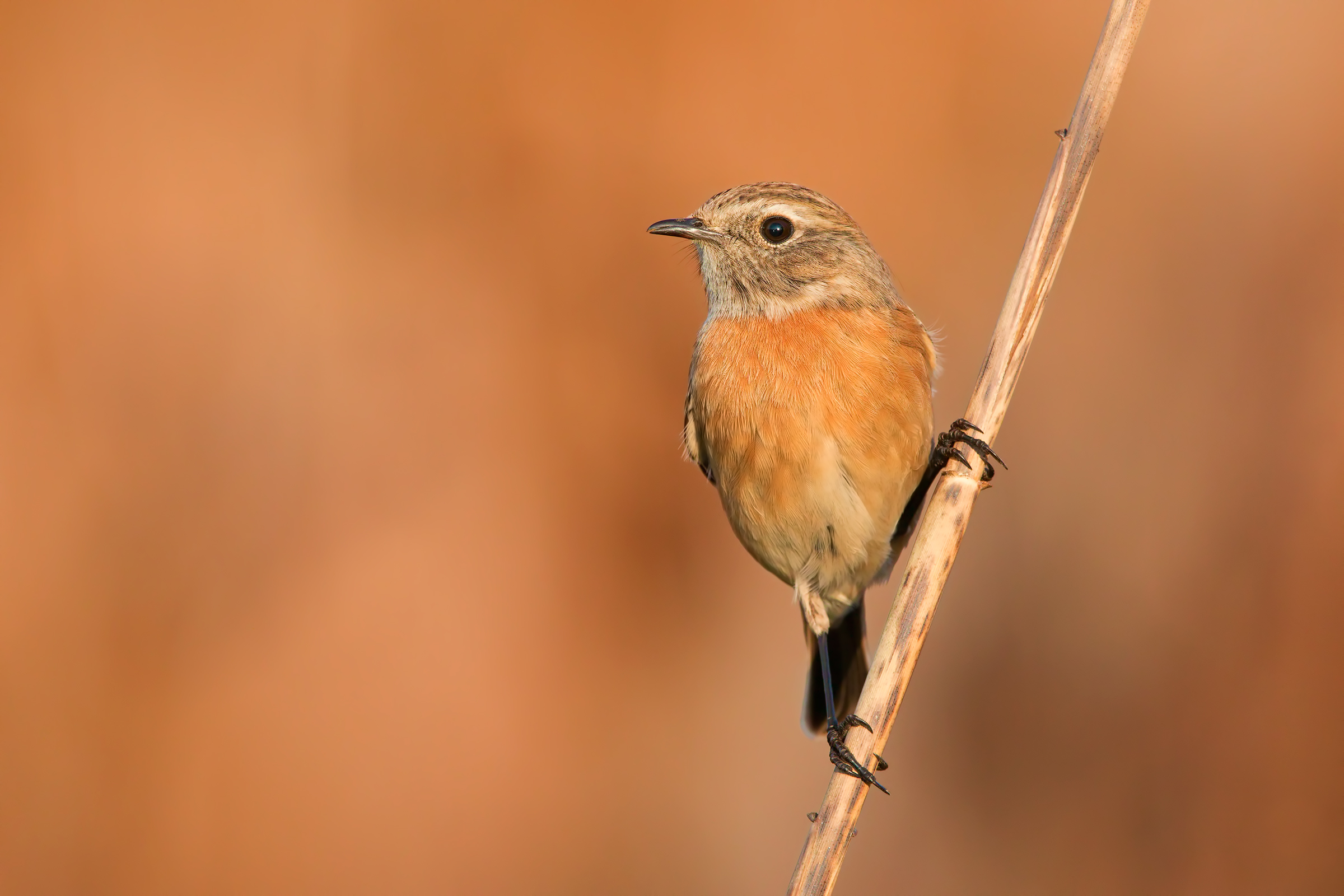Stonechat at sunset...
