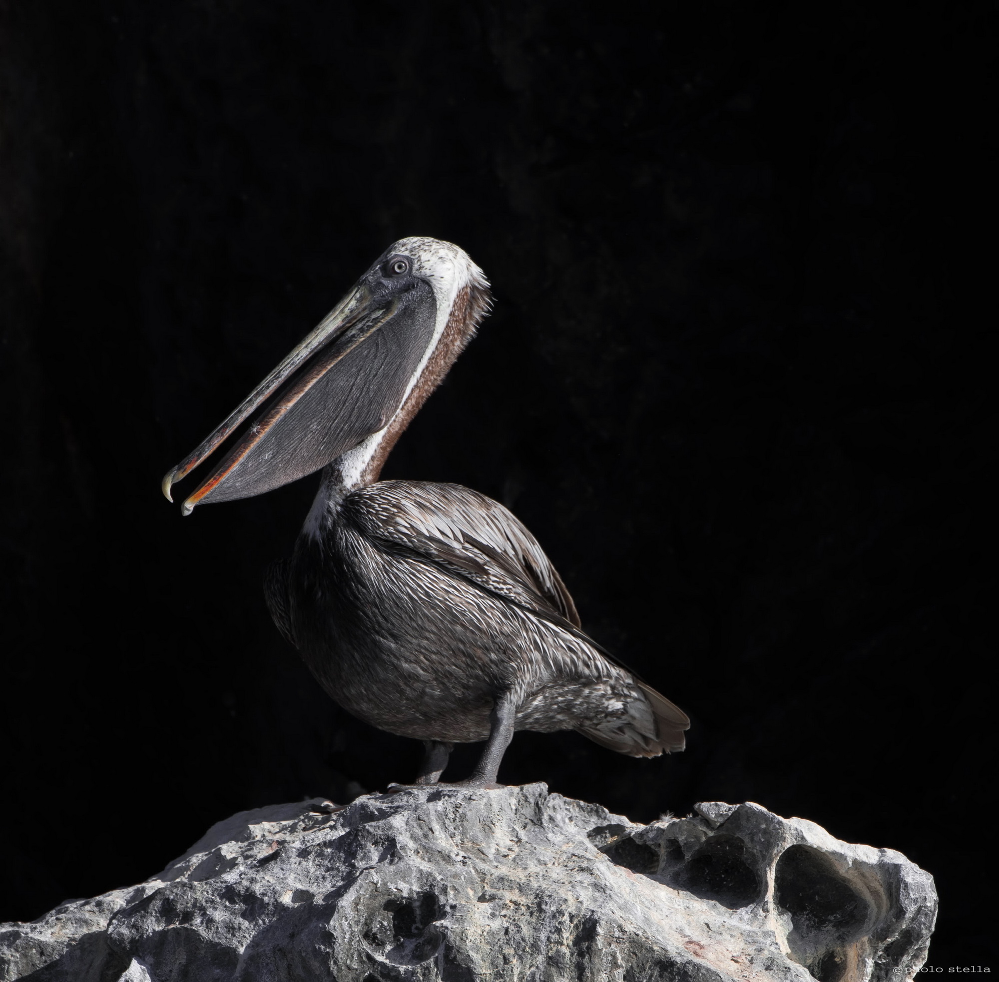 brown pelican - 2...