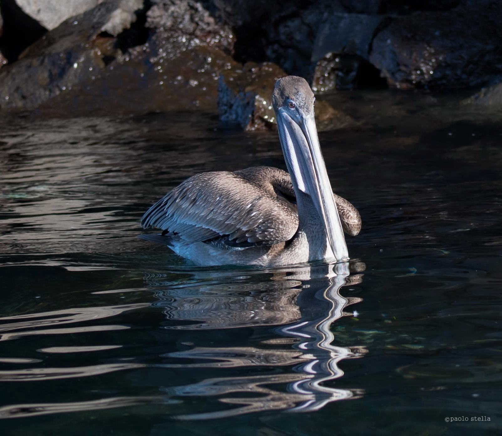 brown pelican - 4...