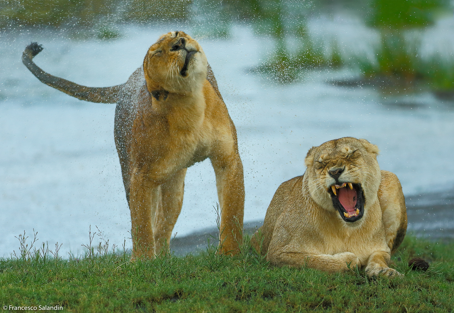 Lionesses in the rain...