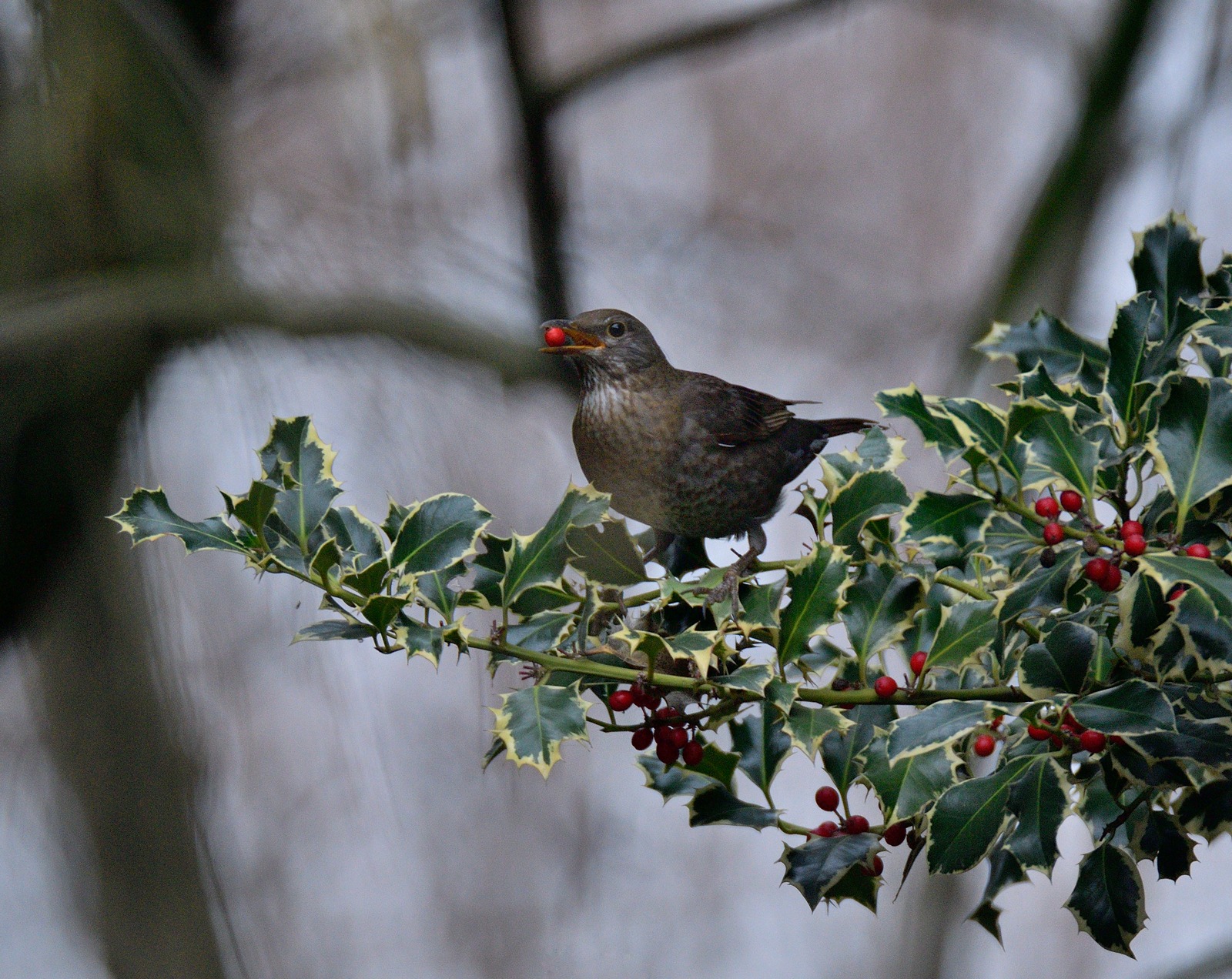 The blackbird and red berries...